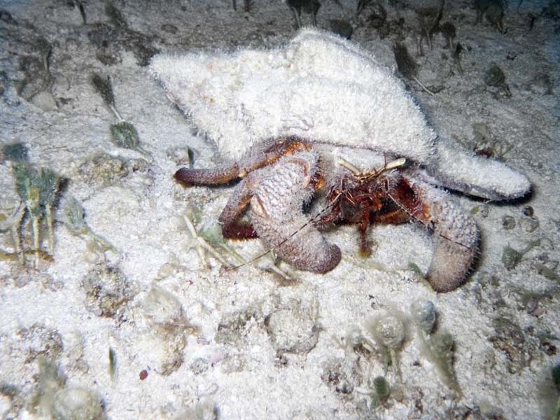 Hermit crab #2