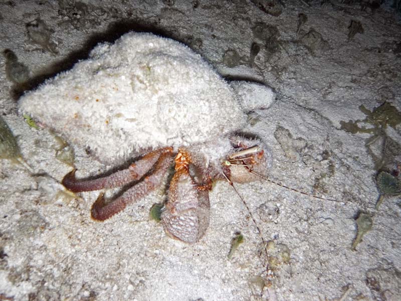 Hermit crab - from the side