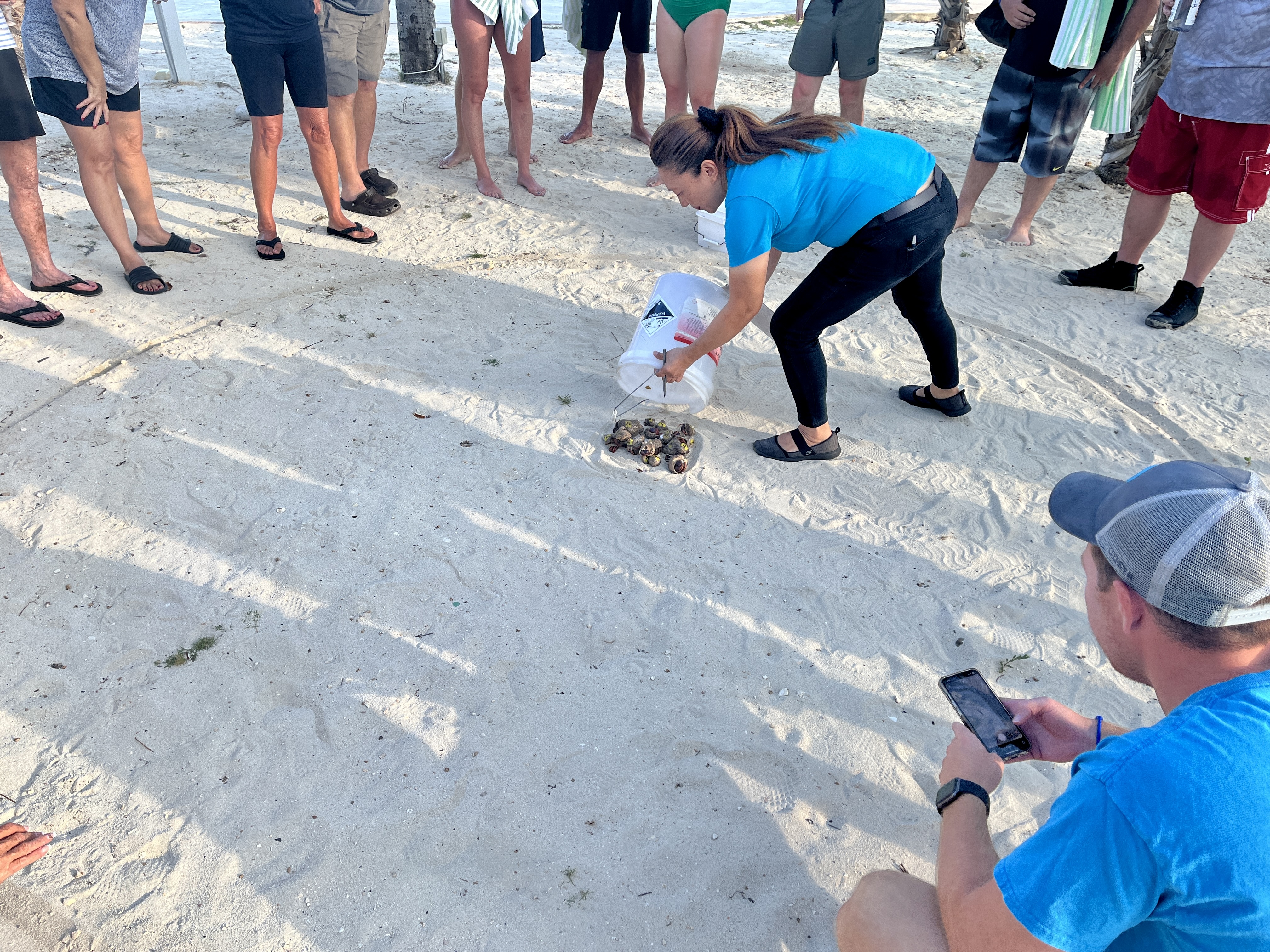Hermit crab races