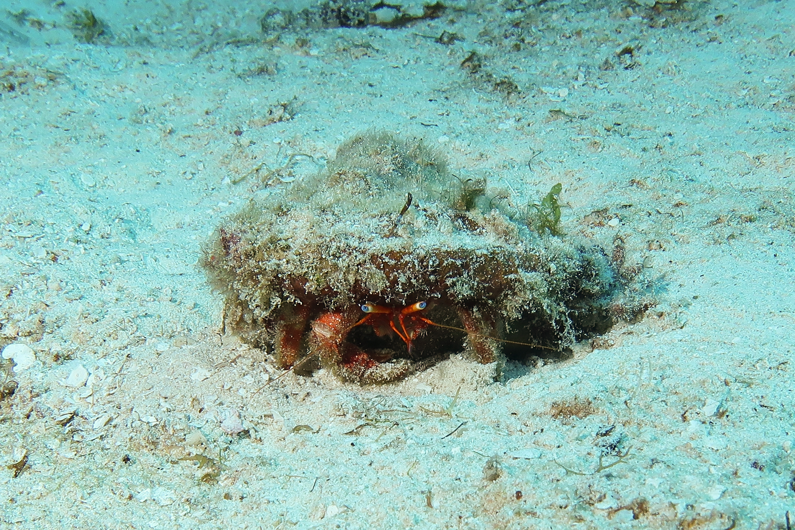 Hermit Crab