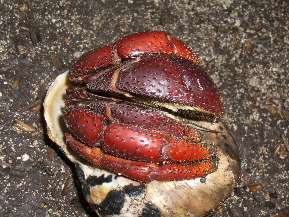 Hermit Crab