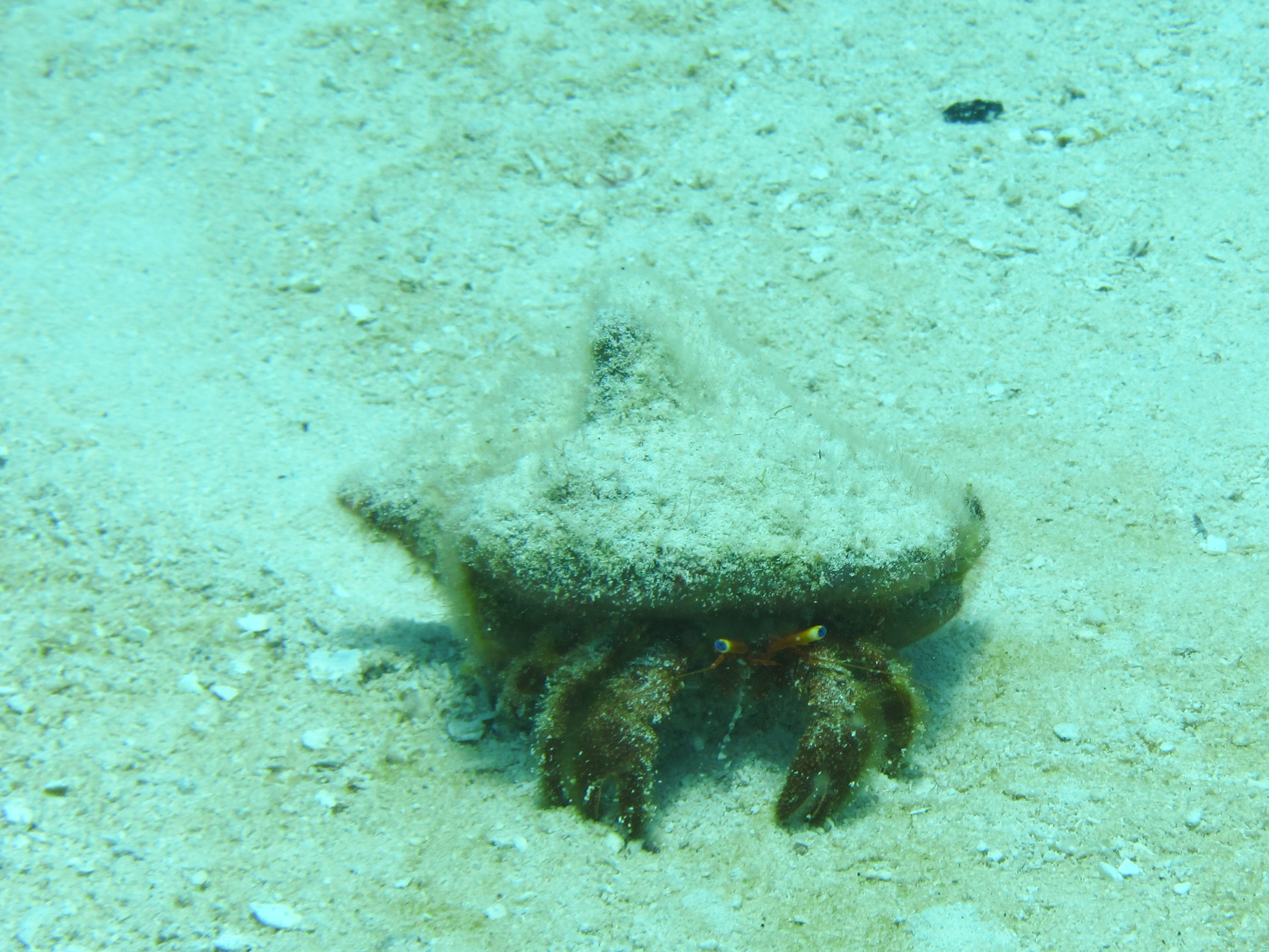 Hermit Crossing Between Coral Reefs 6029
