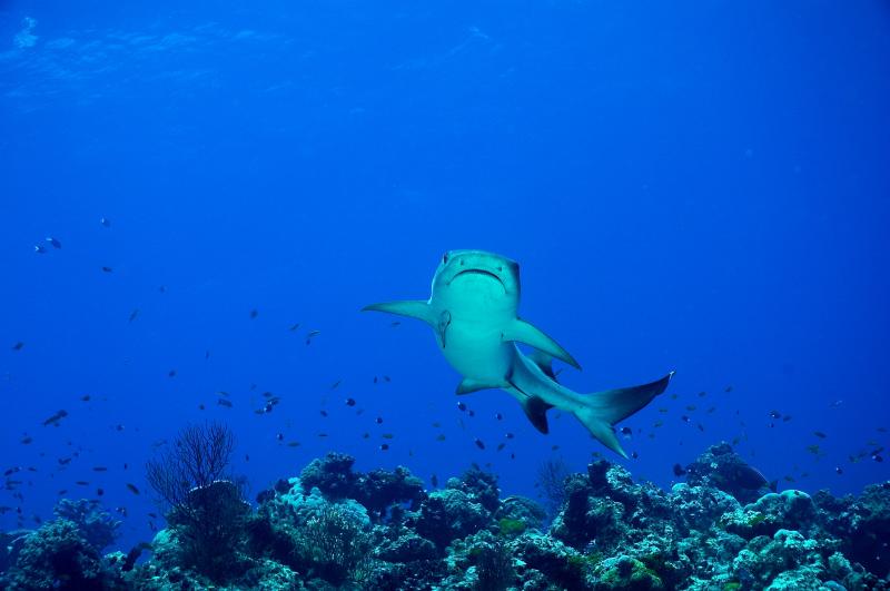 Hey LOOK...a White Tip