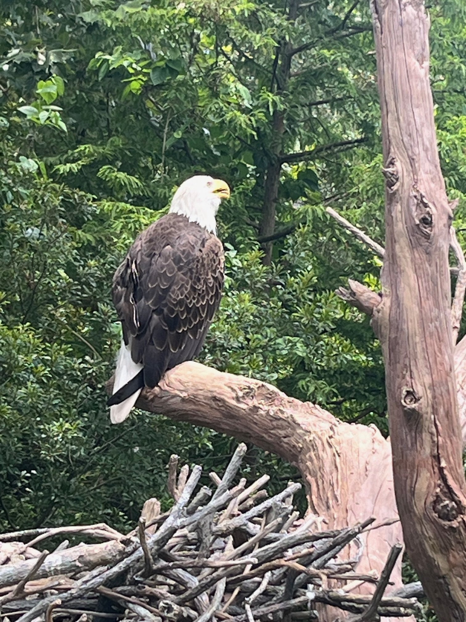 Hey there Bald Eagle