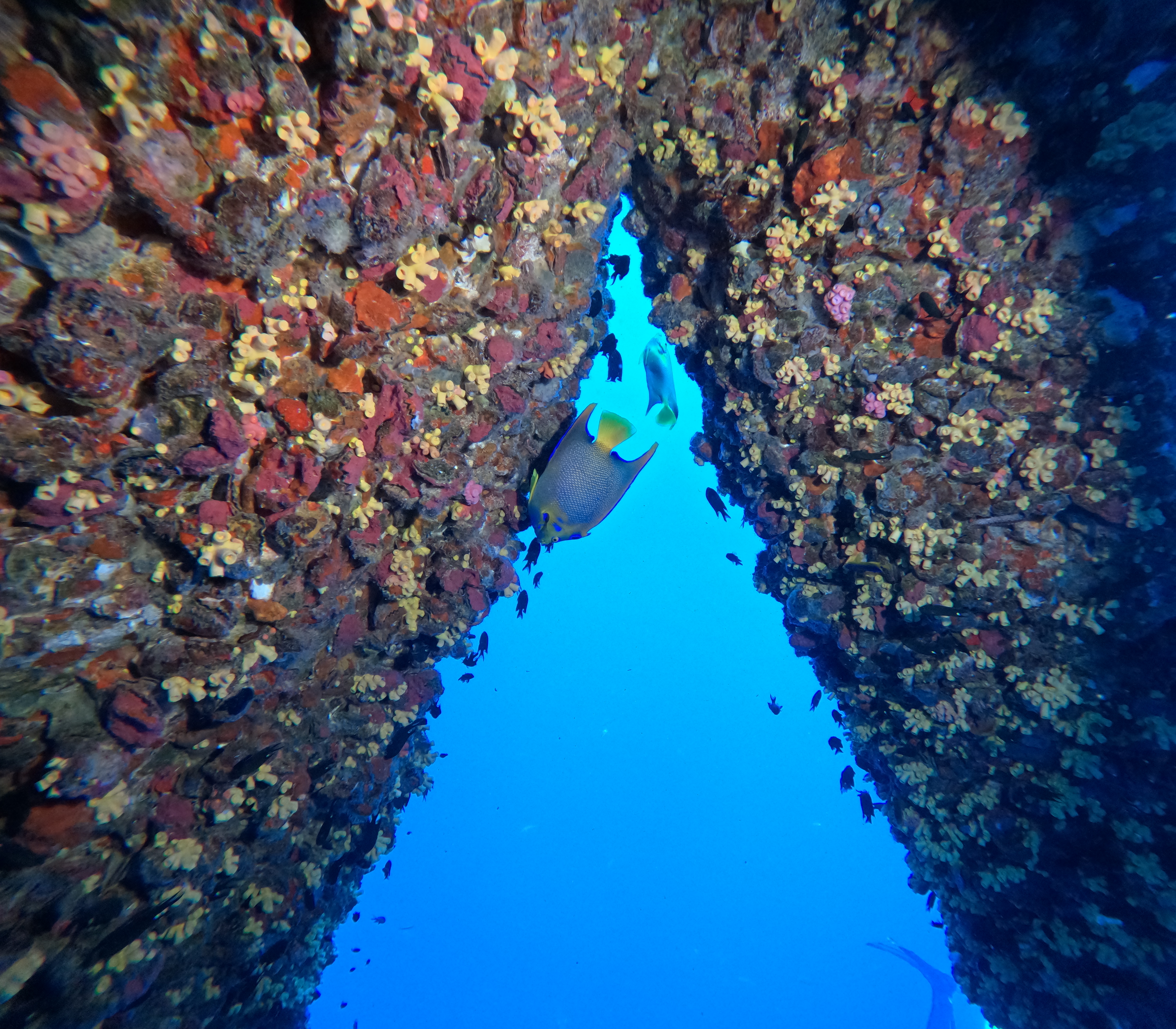 HI-A-379A rig dive Angel fish
