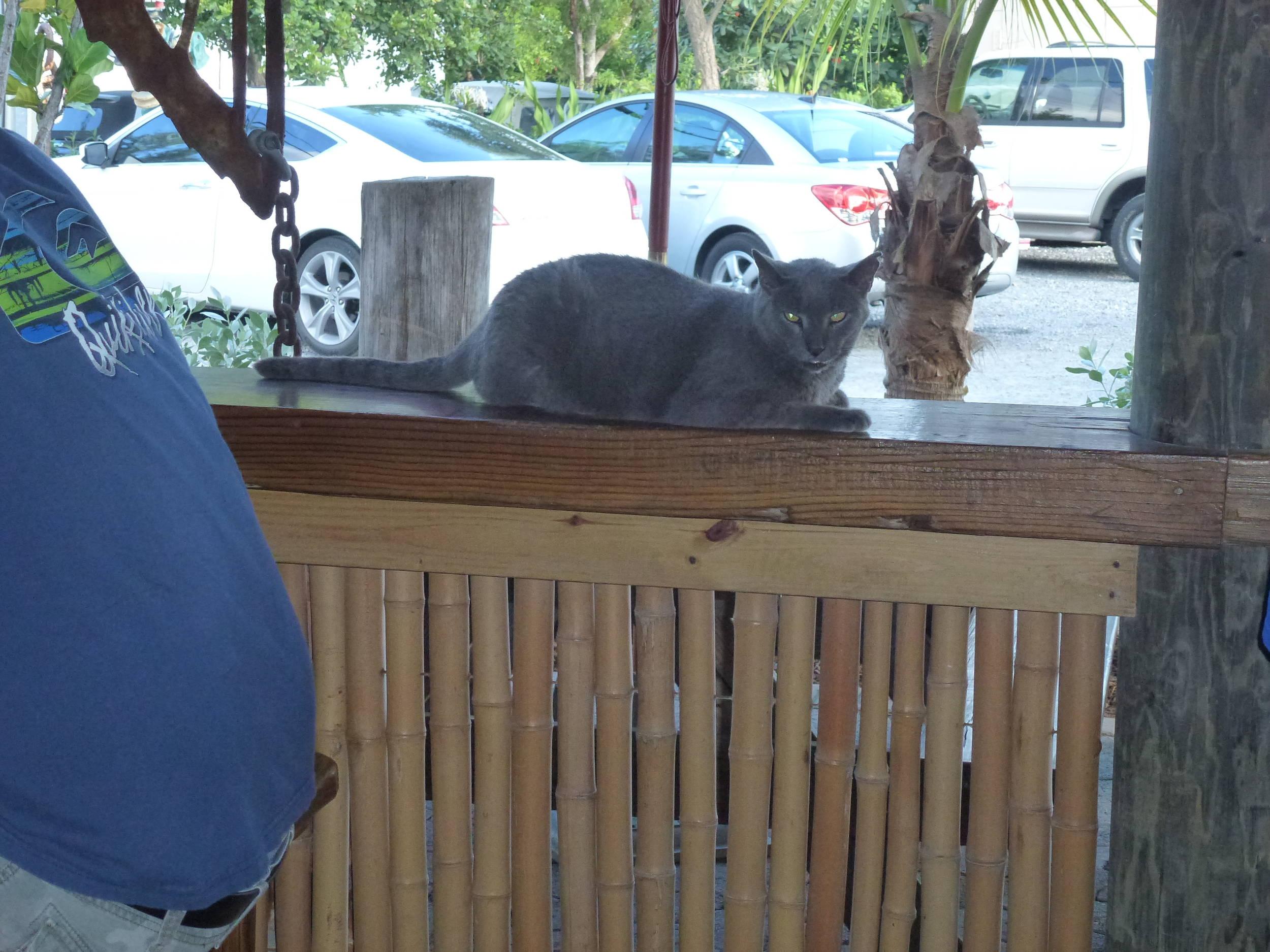 Hogfish Grille kitty 2