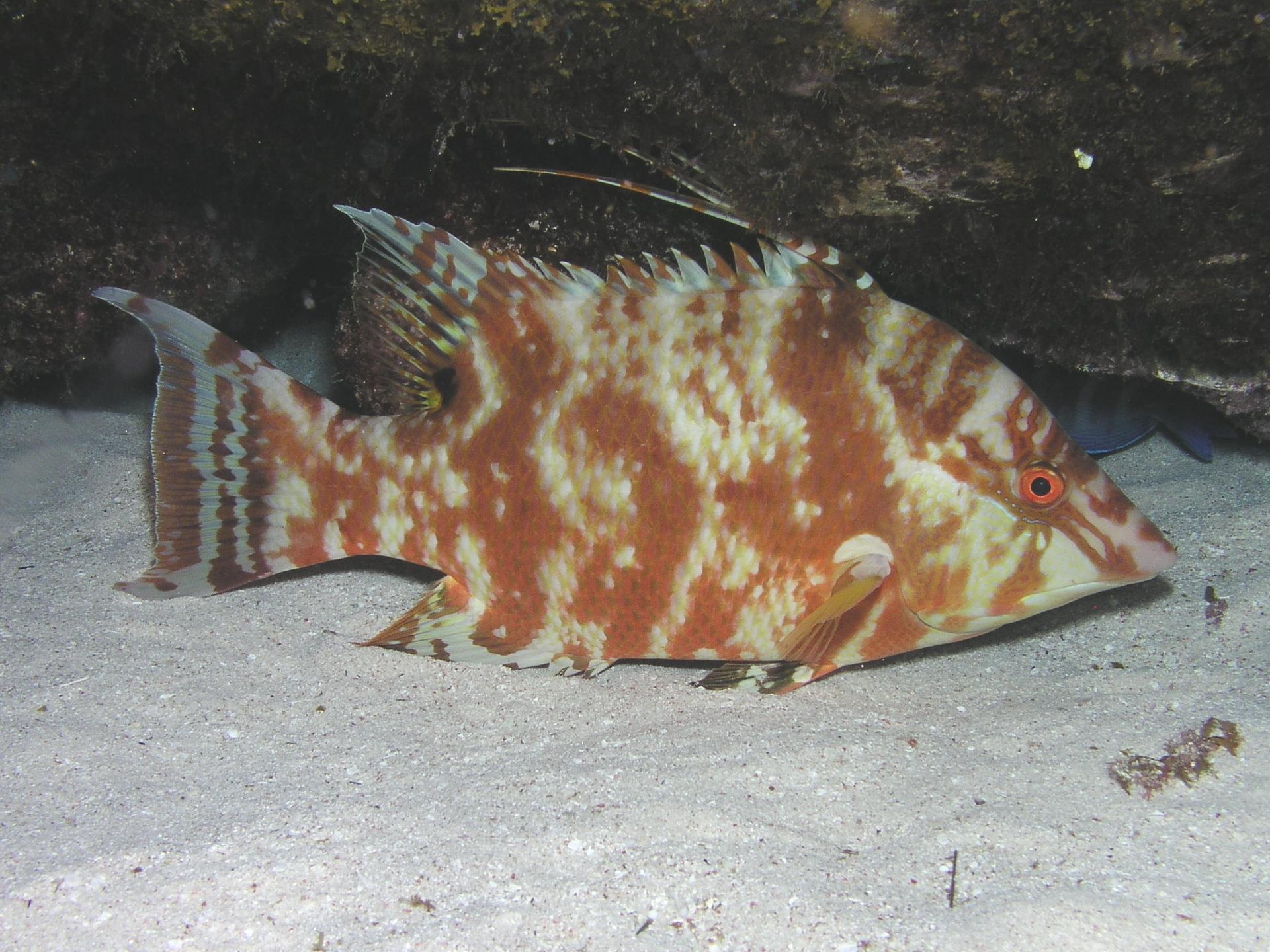 Hogfish, sponsored by Bass Pro Shop