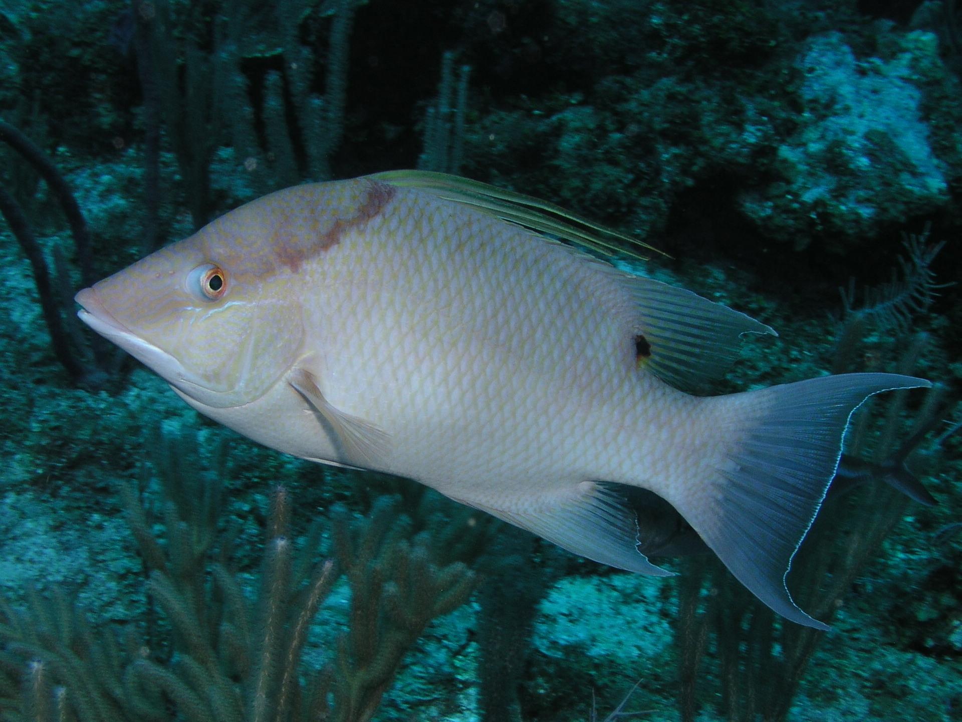 hogfish