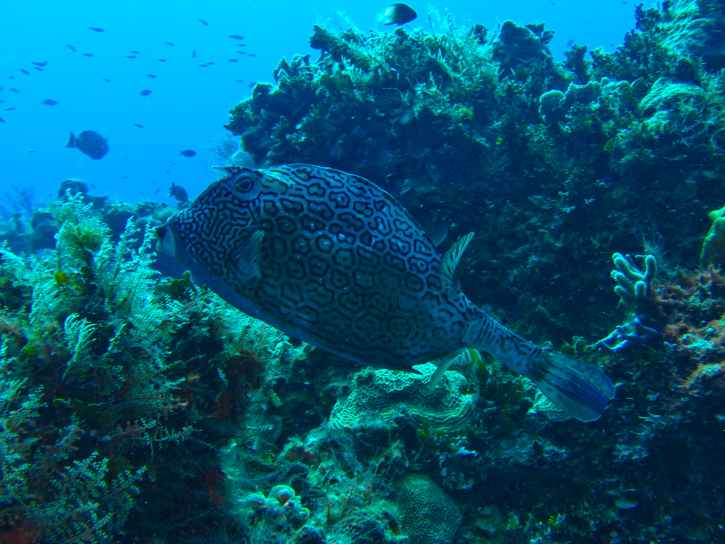 Honeycomb Cowfish 5967