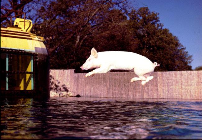 Honeycomb cowfish closeup