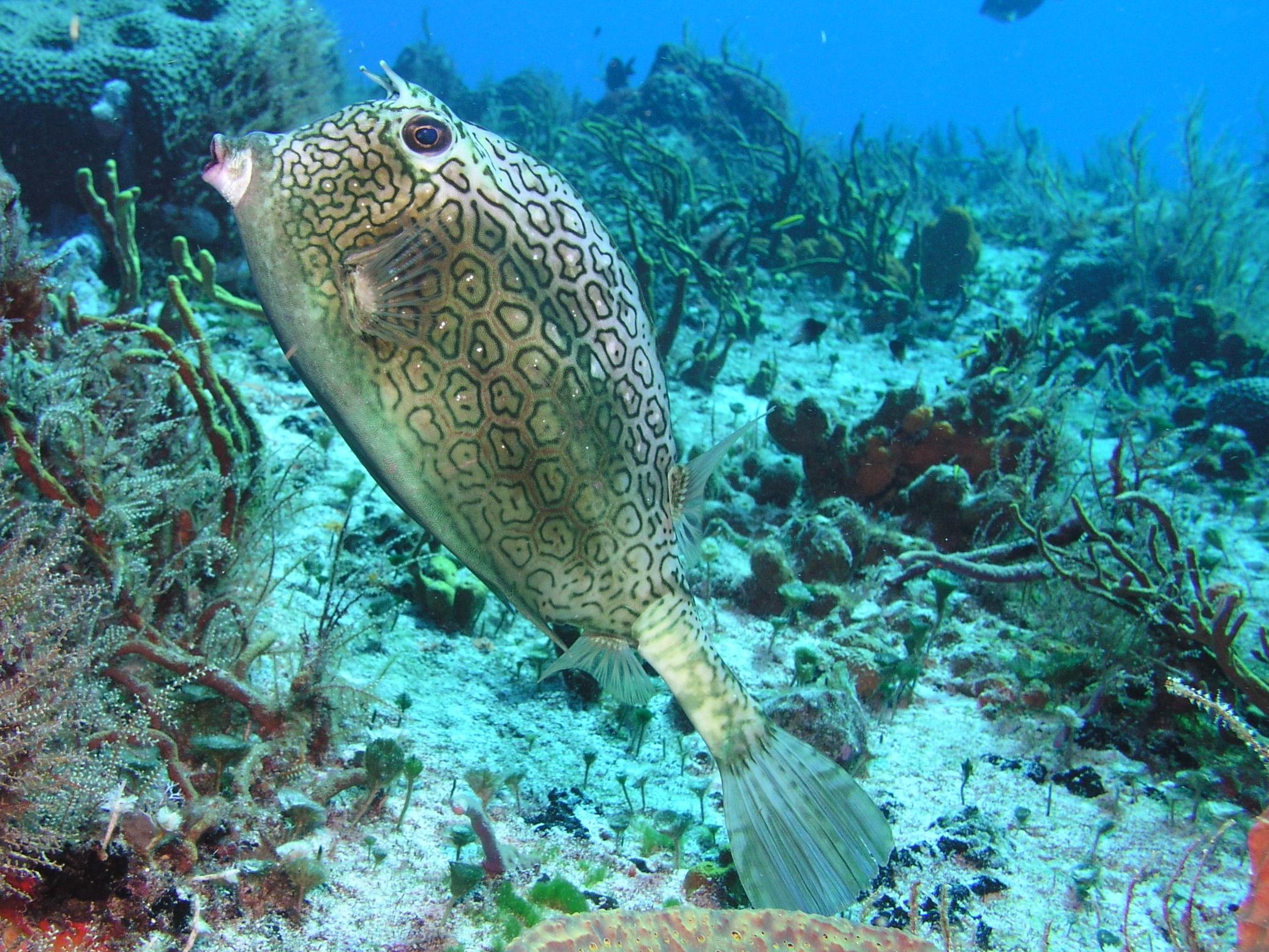 honeycomb cowfish