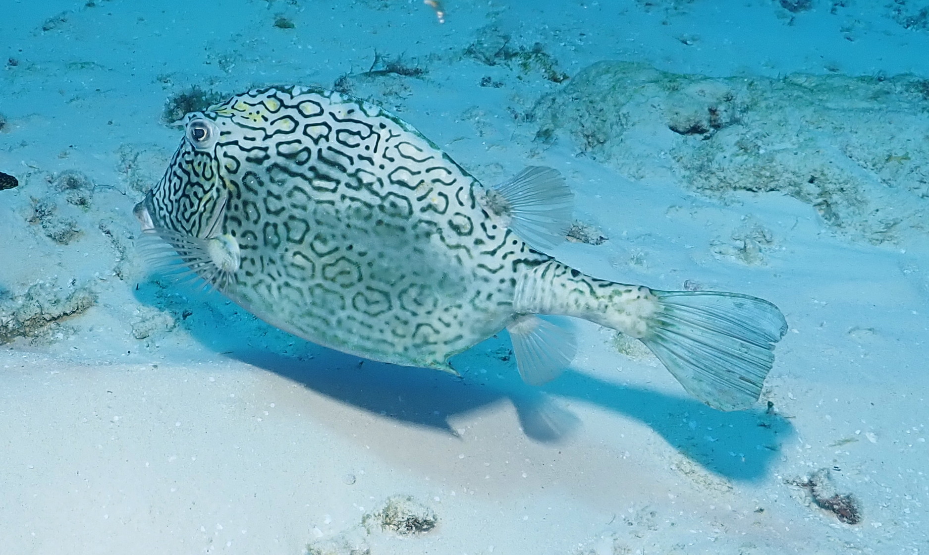 Honeycomb cowfish