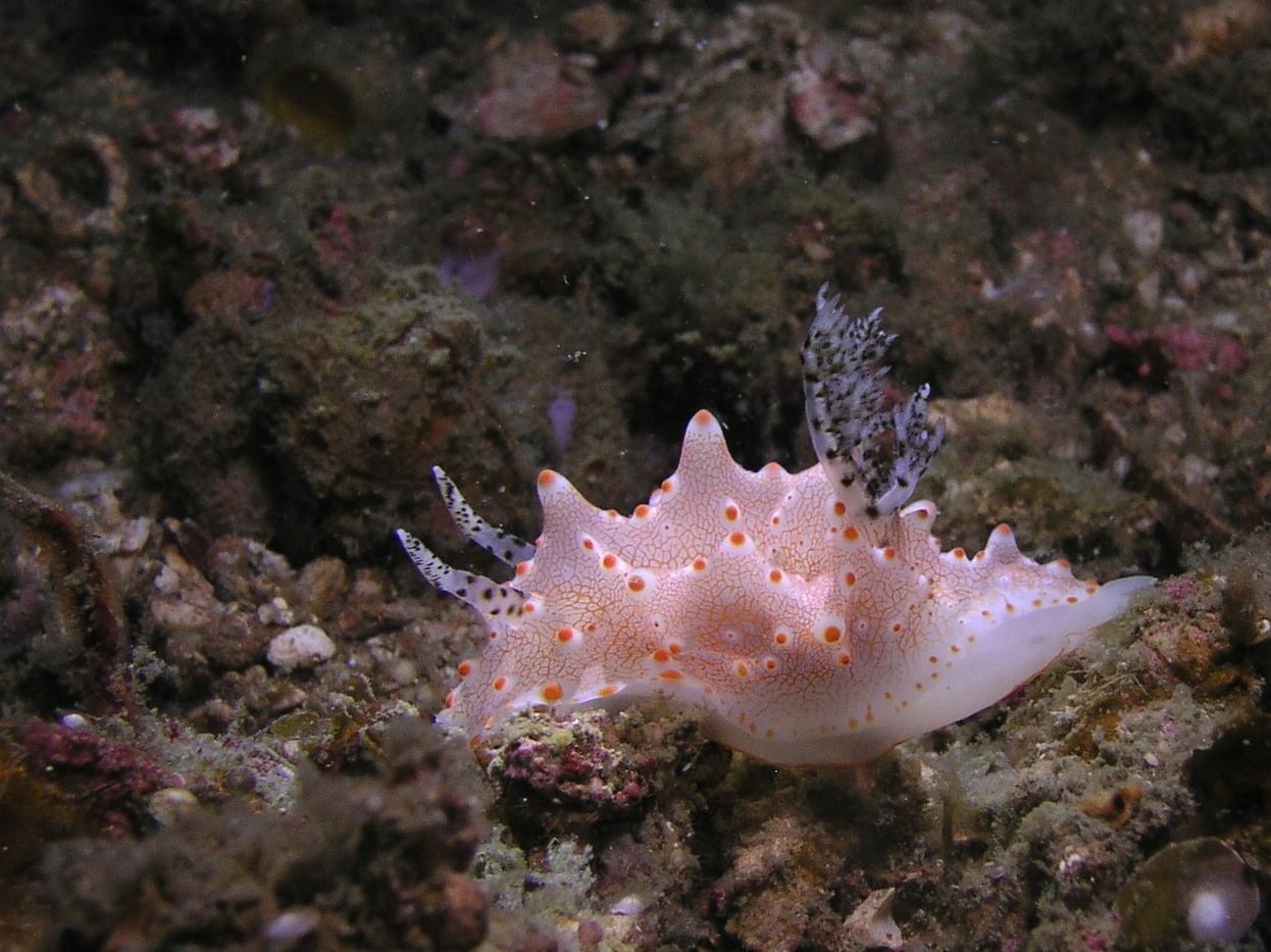 horned nudi