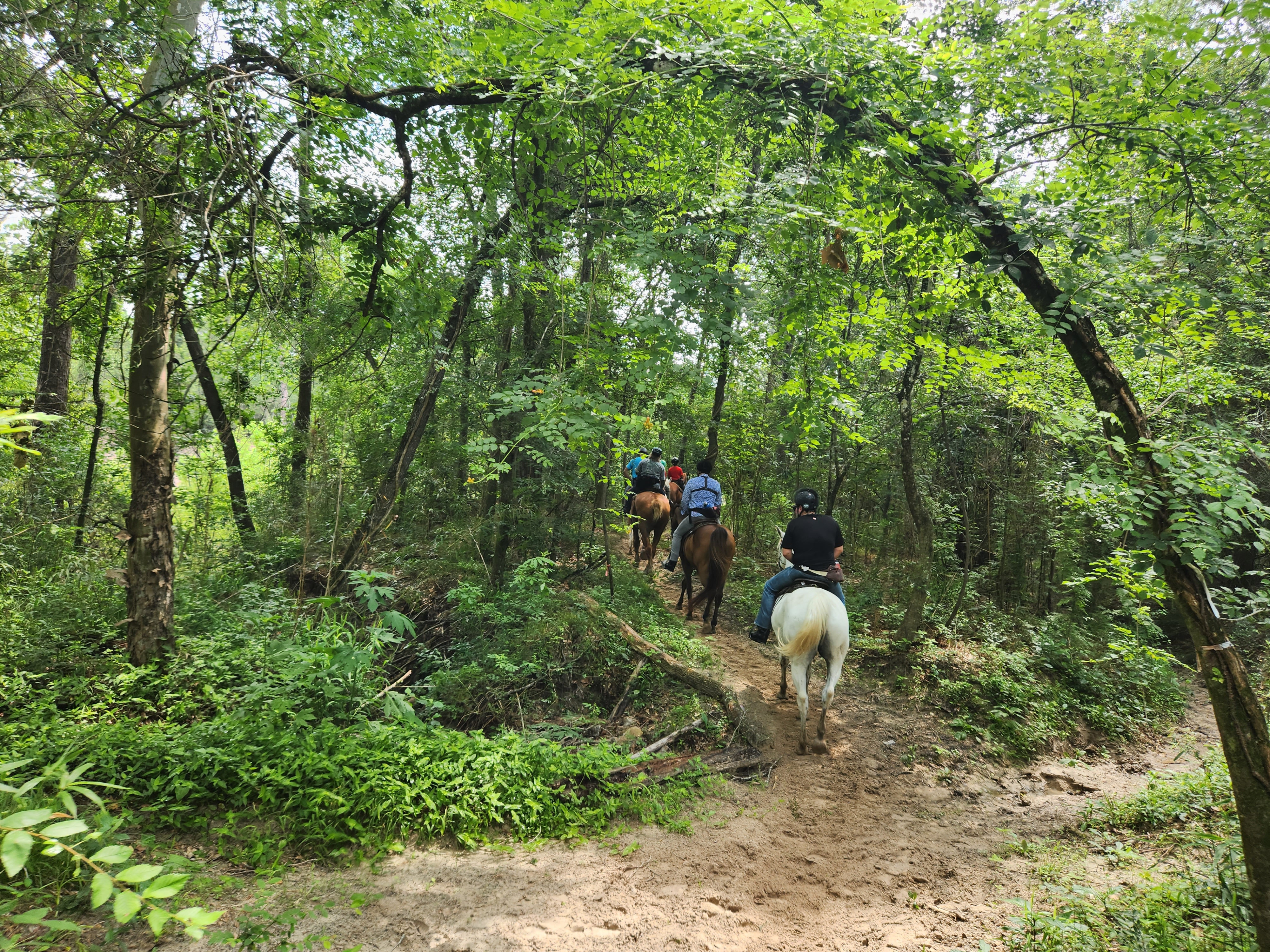 Horse butt