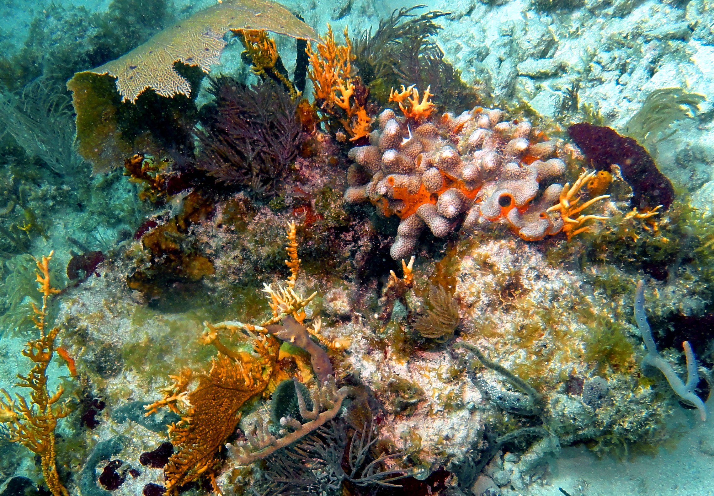 Horseshoe Reef