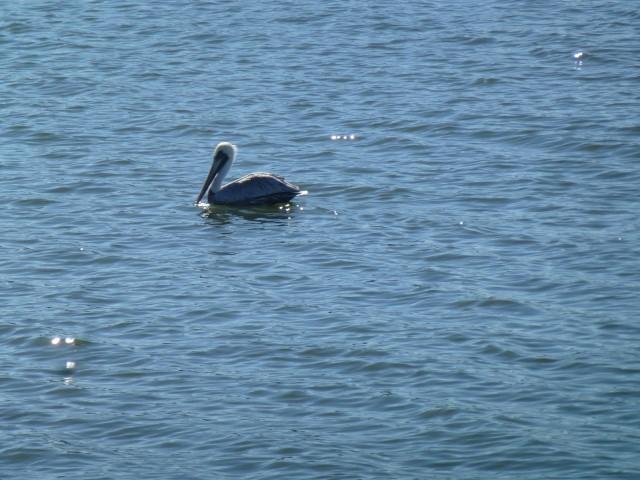 Houston Ship Channel Tour