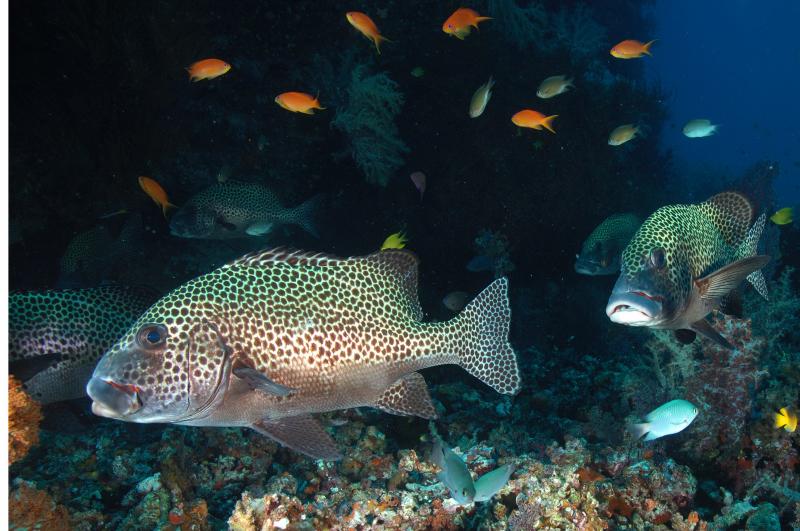 How 'bout these Sweetlips