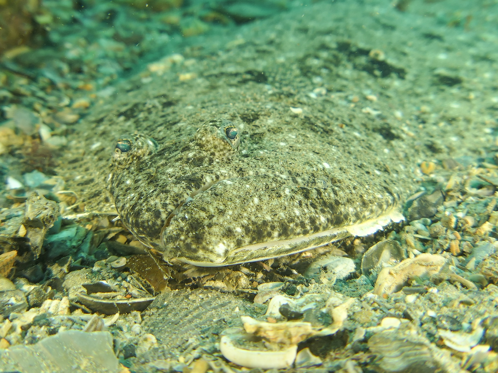 How did you find me?