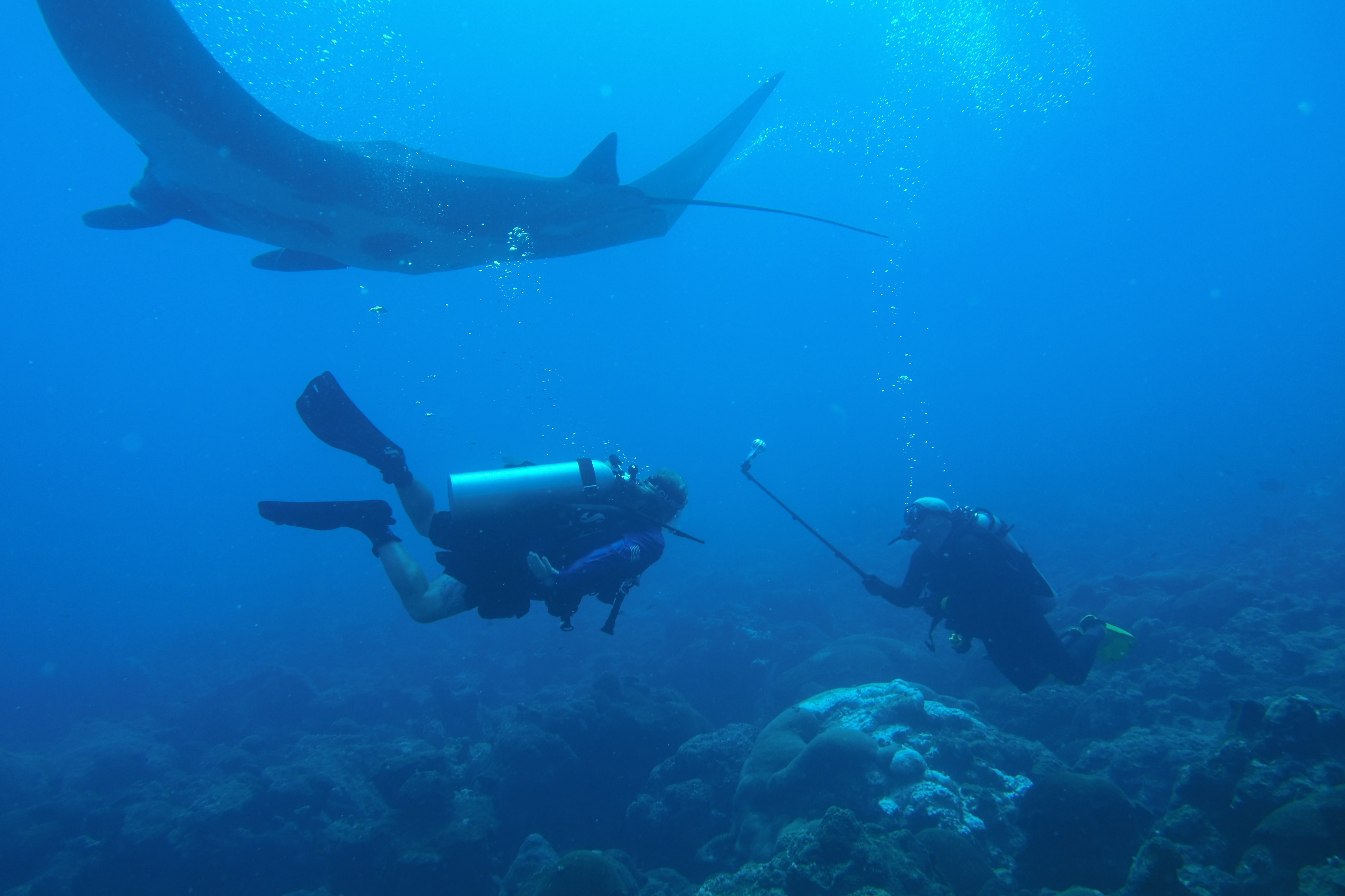 Huge manta passing over Ken and Adam on West Bank #1.