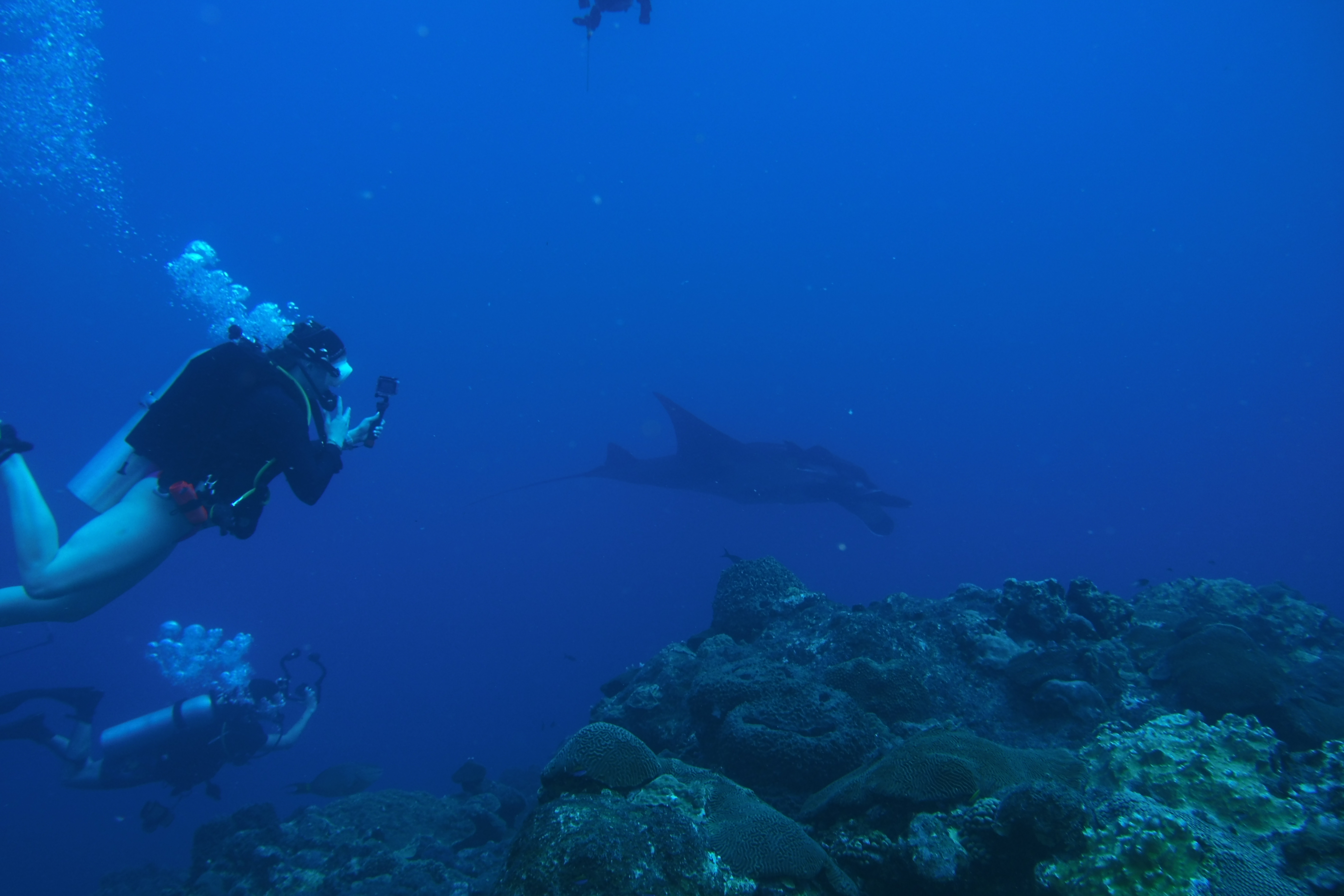 Huge Manta Ray with Laura tracking and taking video on diveve #1 at FBGNMS West Bank #1