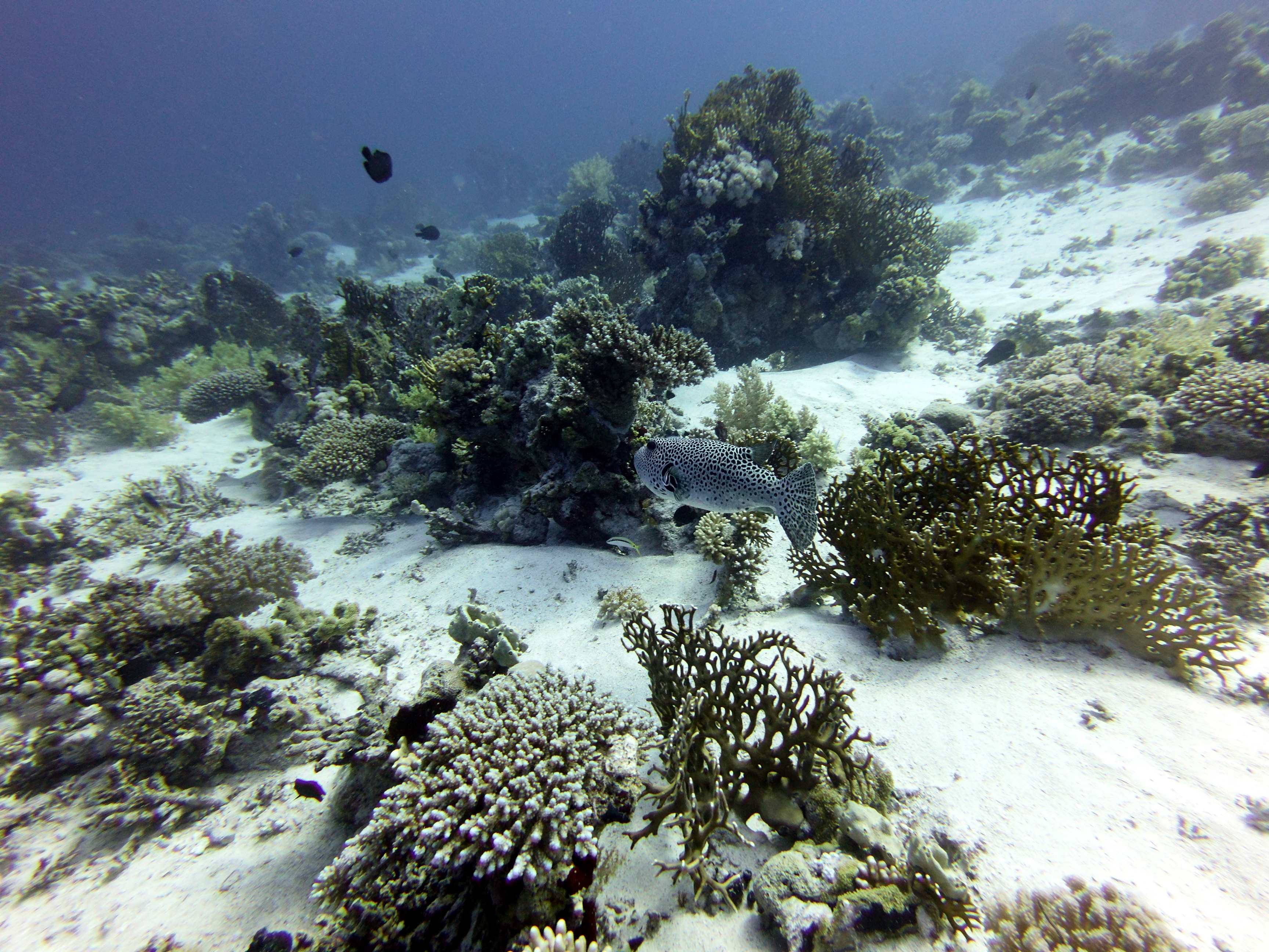 Huge puffer at Gordon Reef