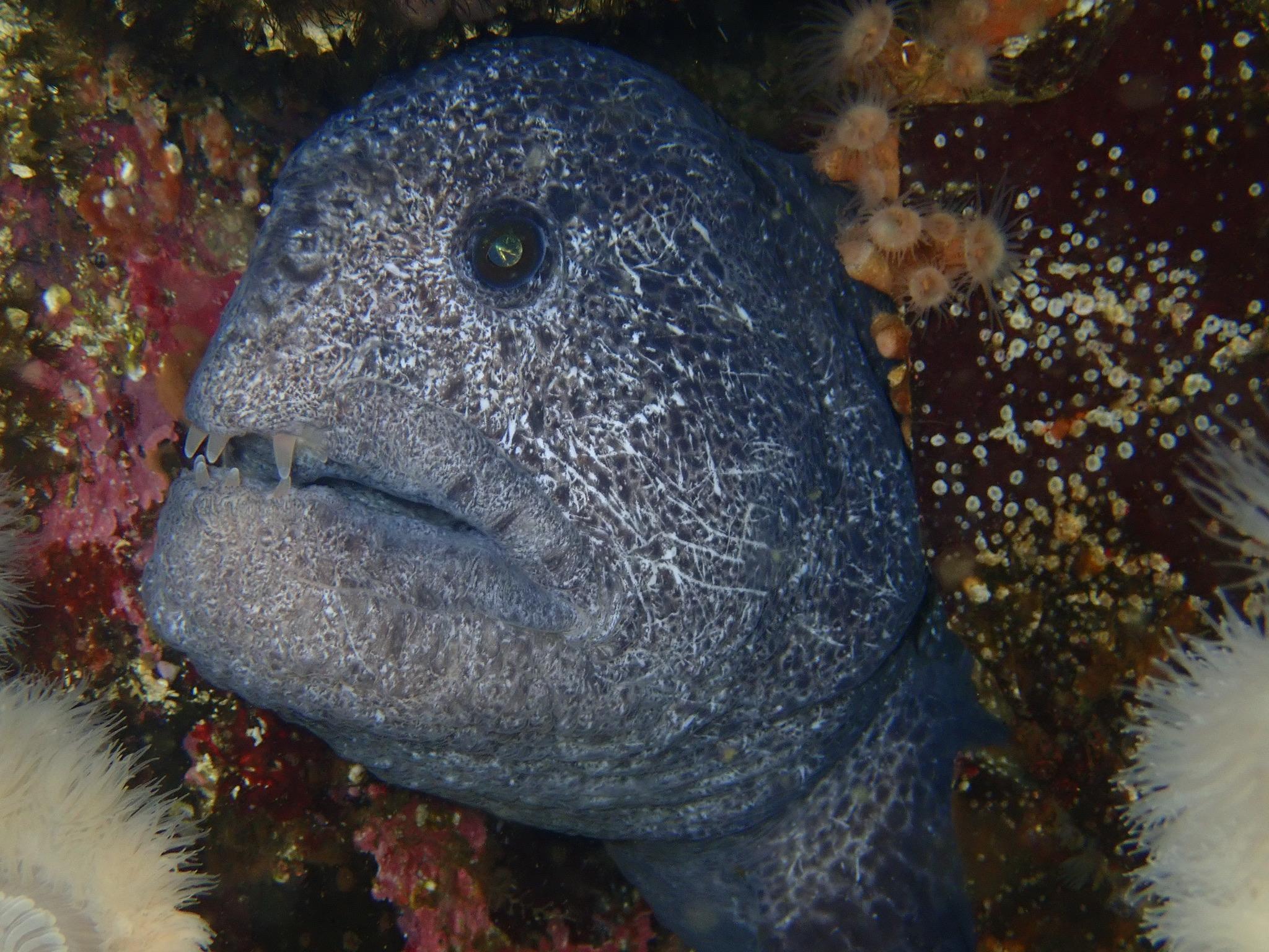 Huge Wolf Eel - Seaagg05
