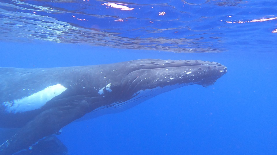 Humpback Mother and Calf 1