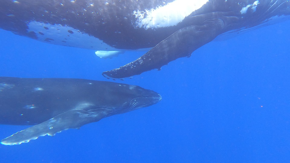 Humpback Mother and Calf 2