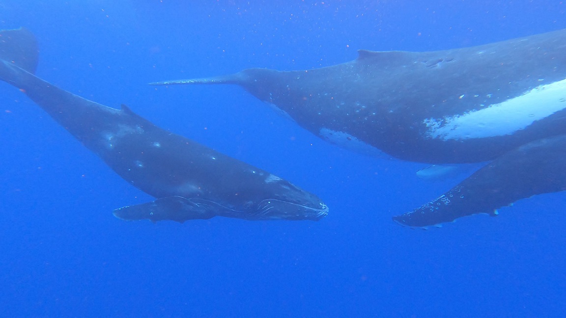 Humpback Mother and Calf