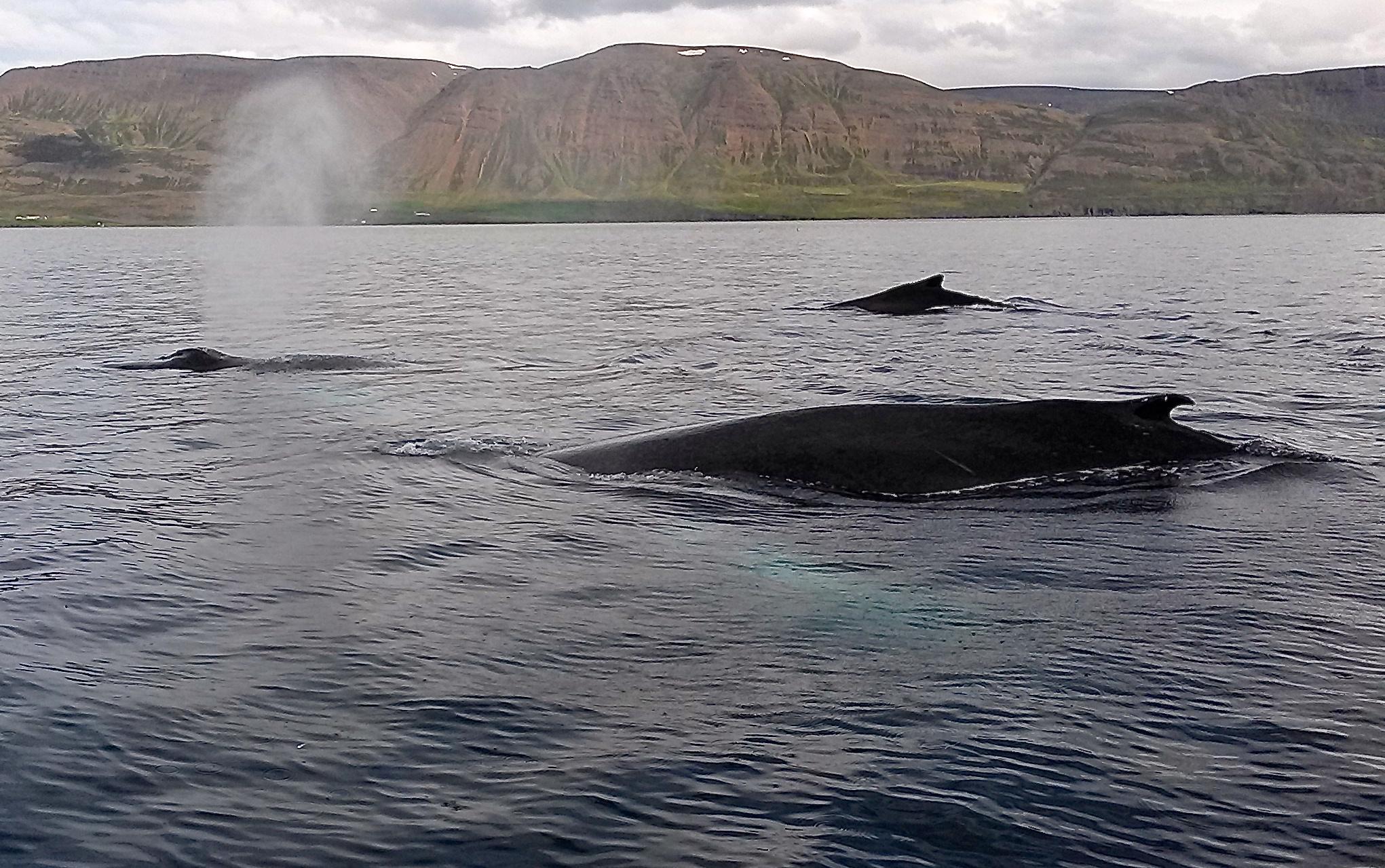 humpbacks a plenty