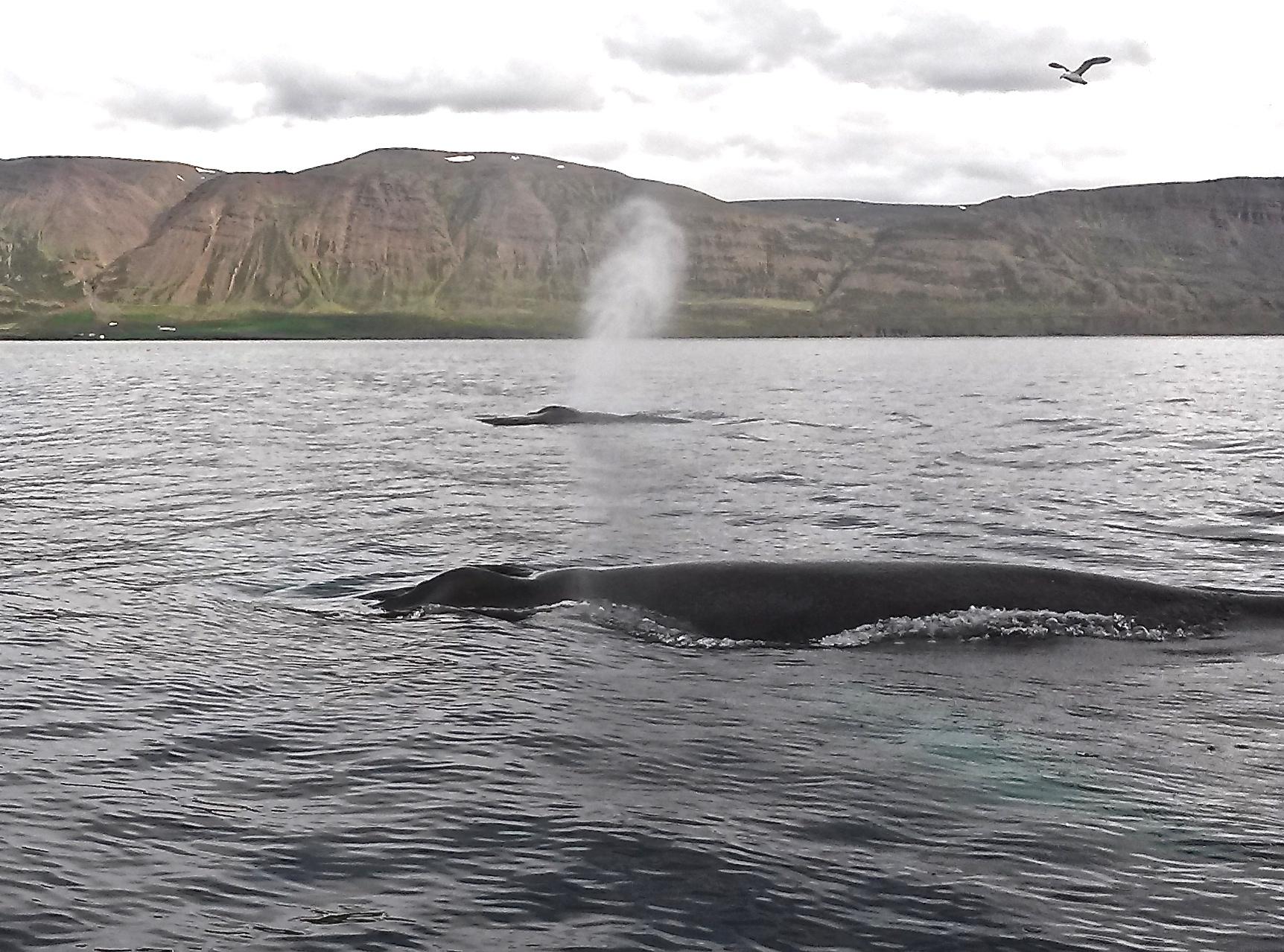 humpbacks