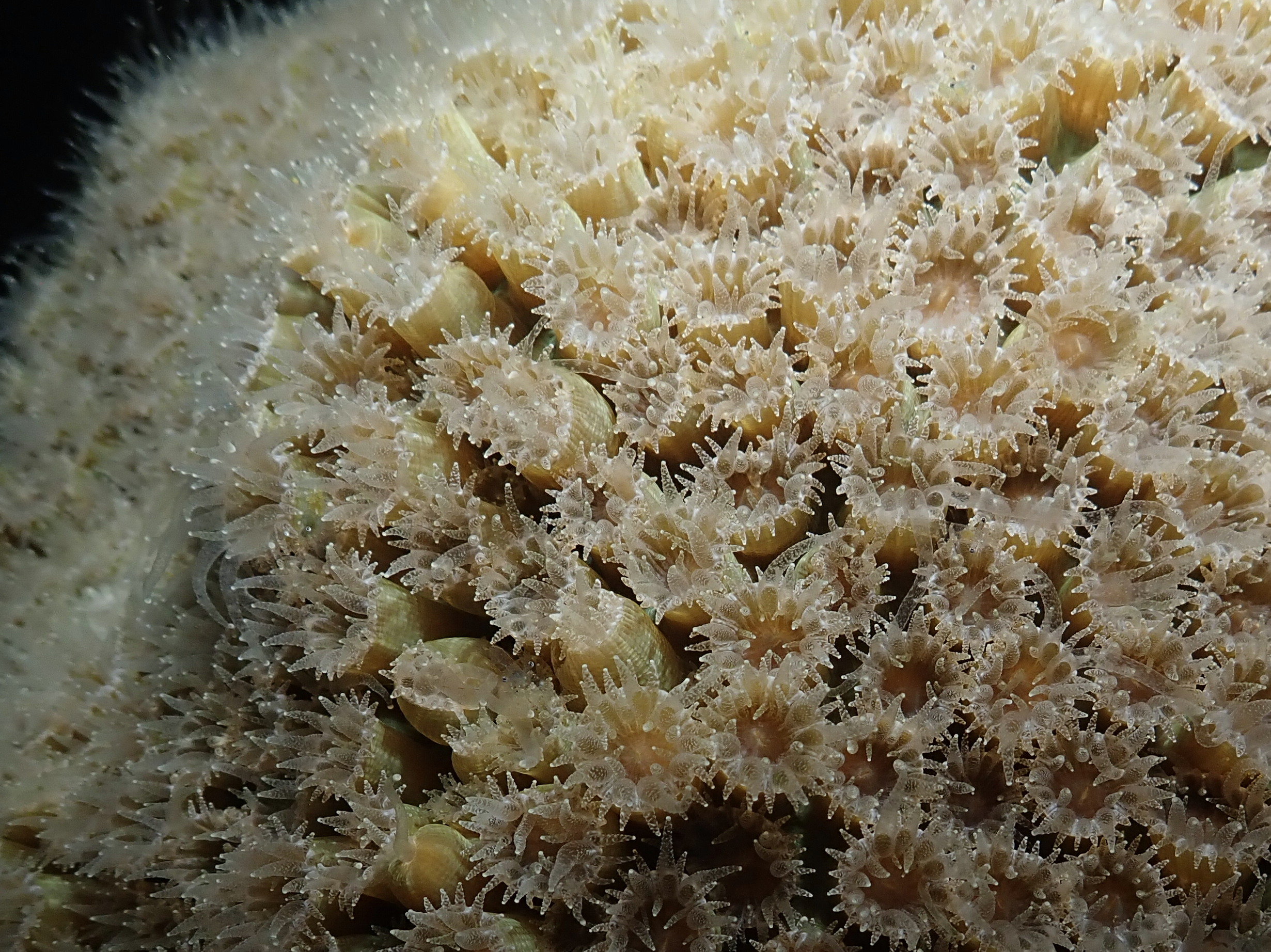 hungry coral