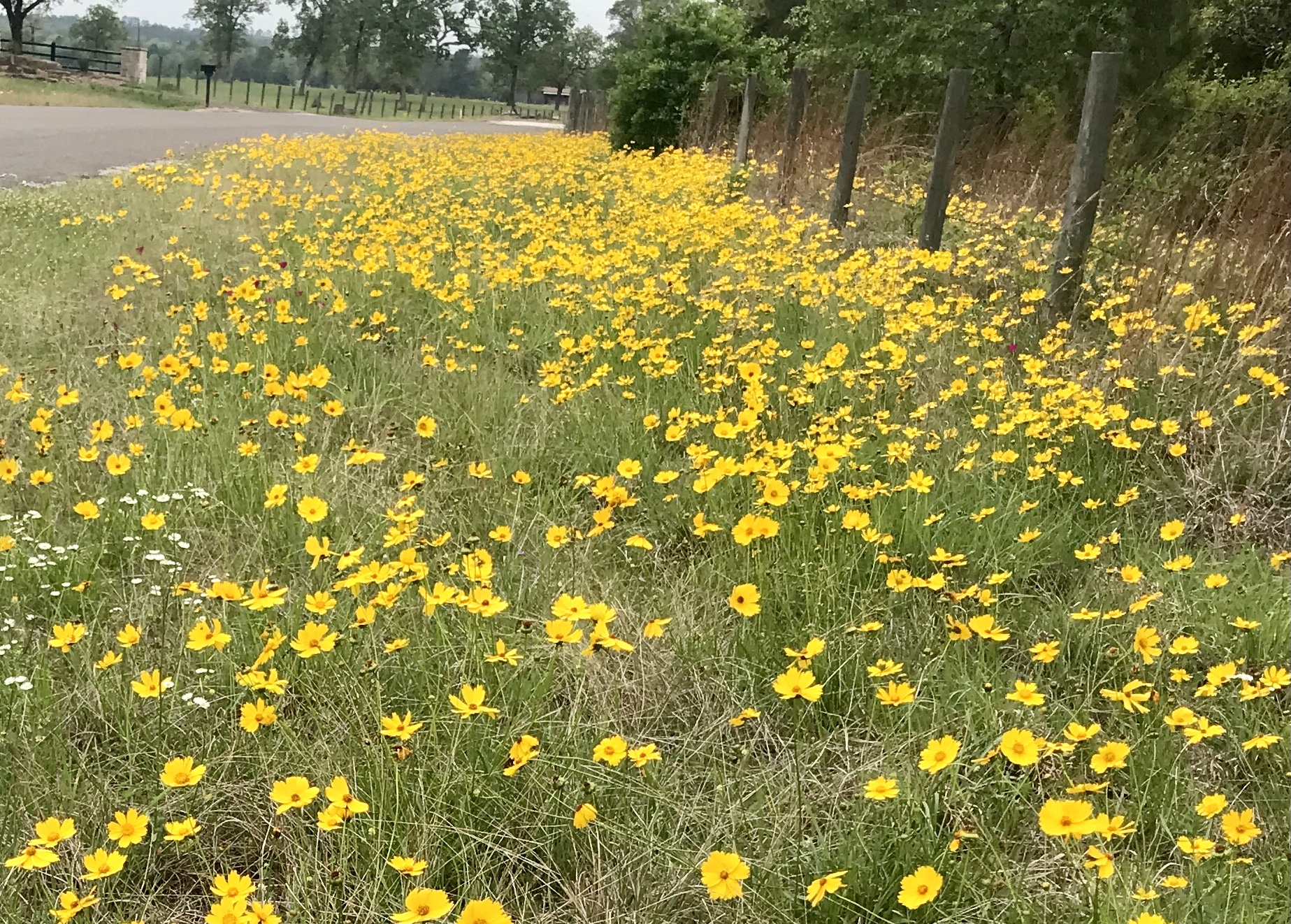 Huntsville in bloom