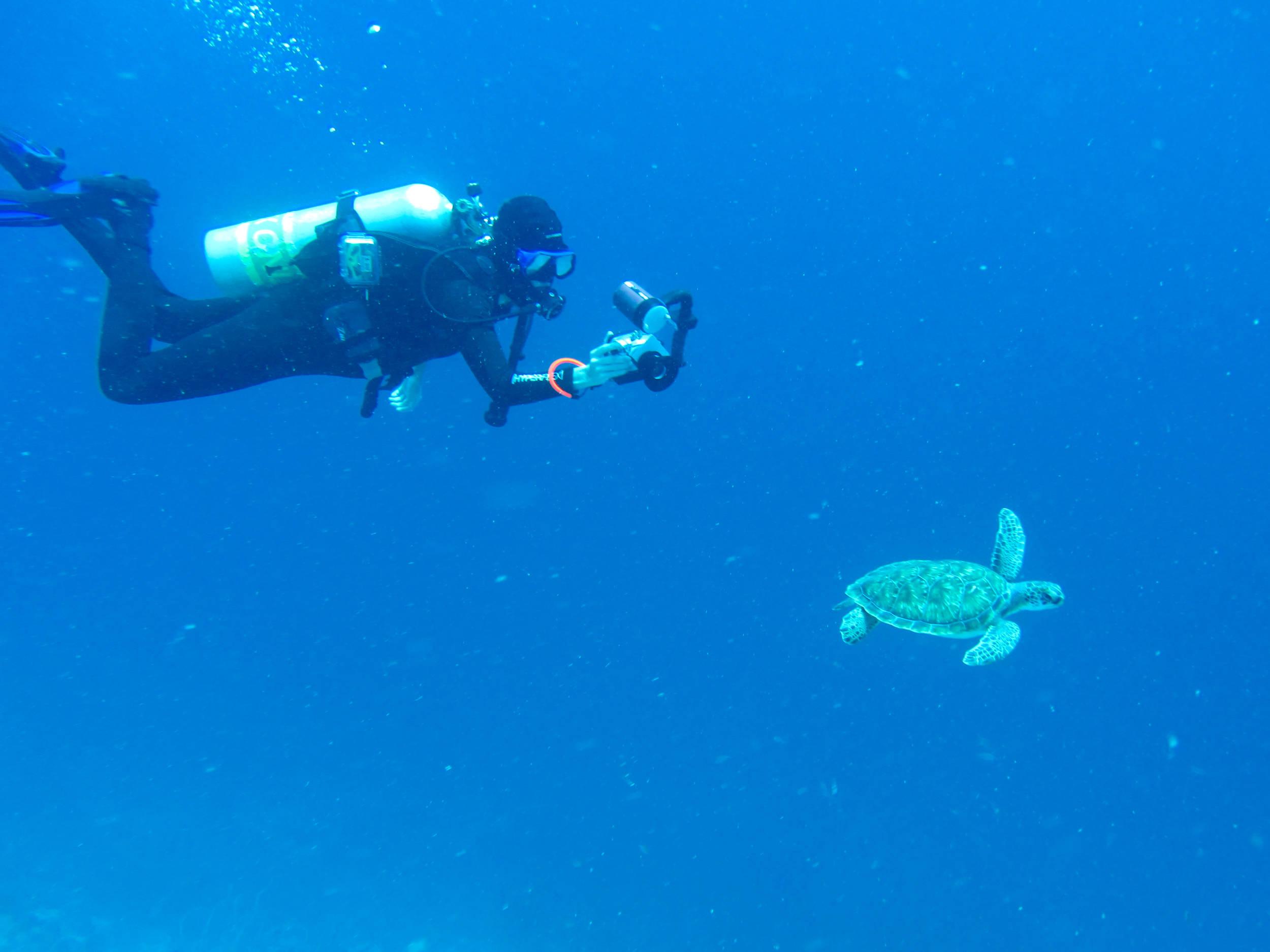 Hyperbaric and turtle