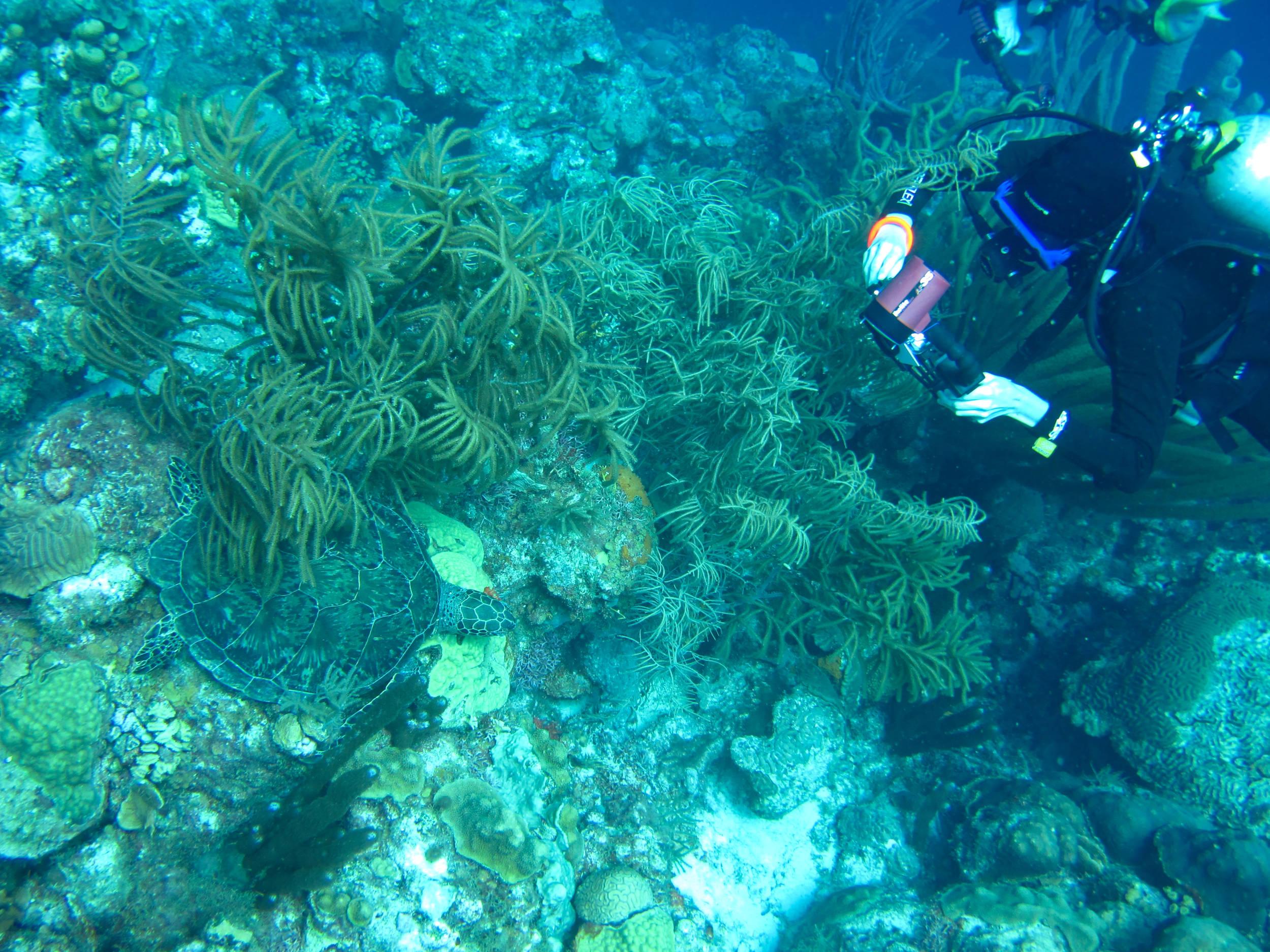 Hyperbaric pic of sleeping turtle