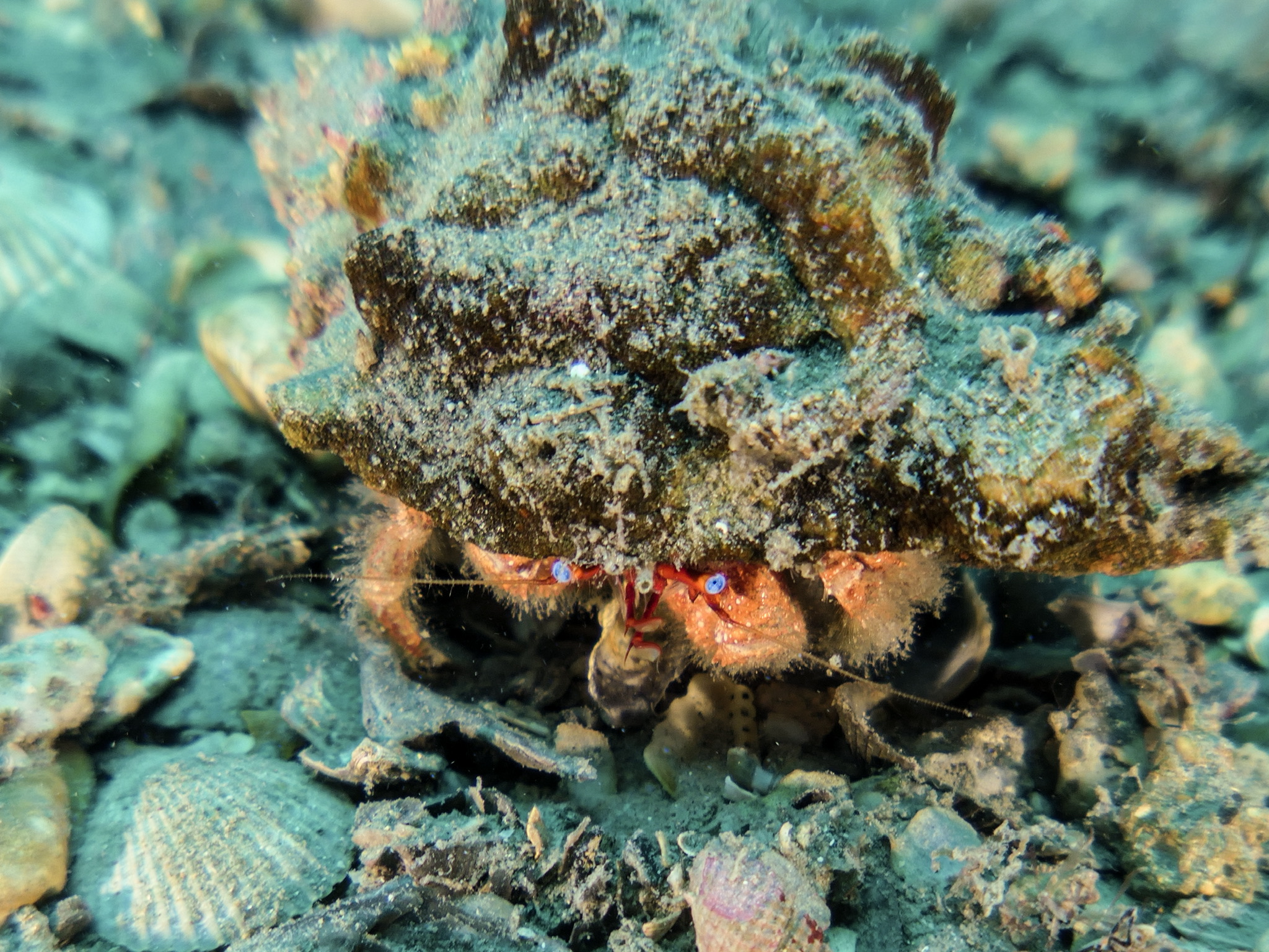 I’m a hermit: leave me alone