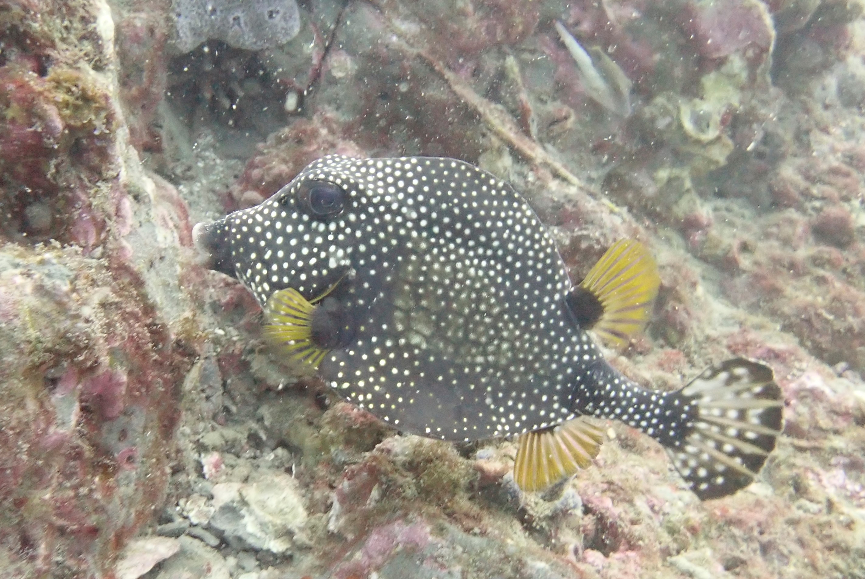 I call him Spot