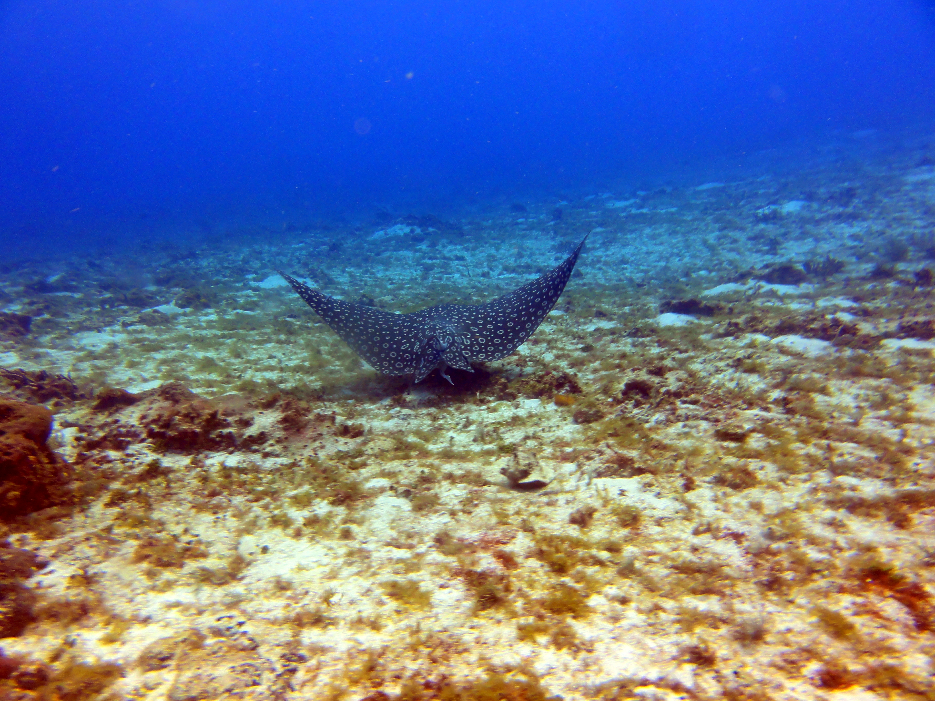 I coulda touched this guy