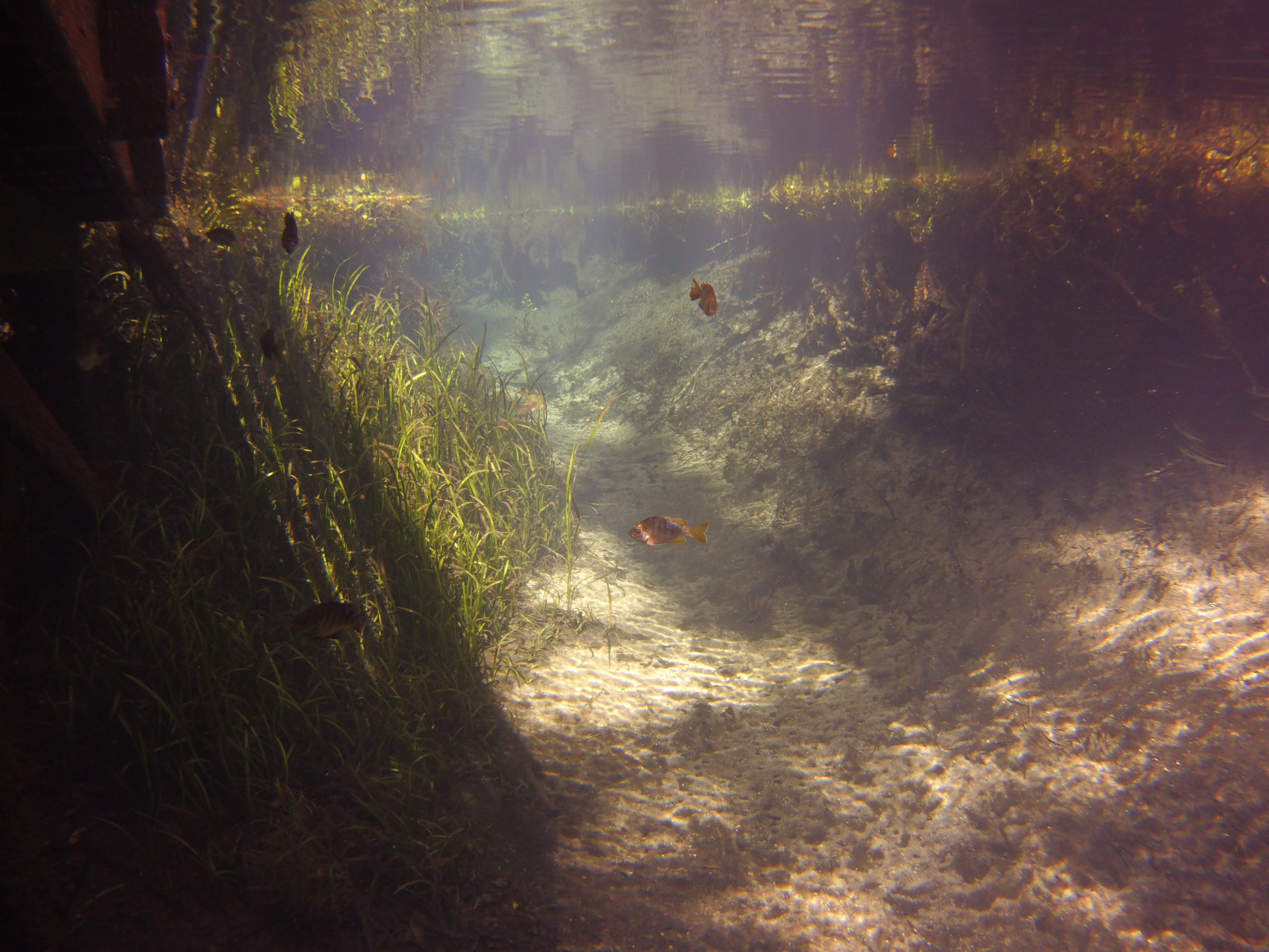 Ichetucknee springs