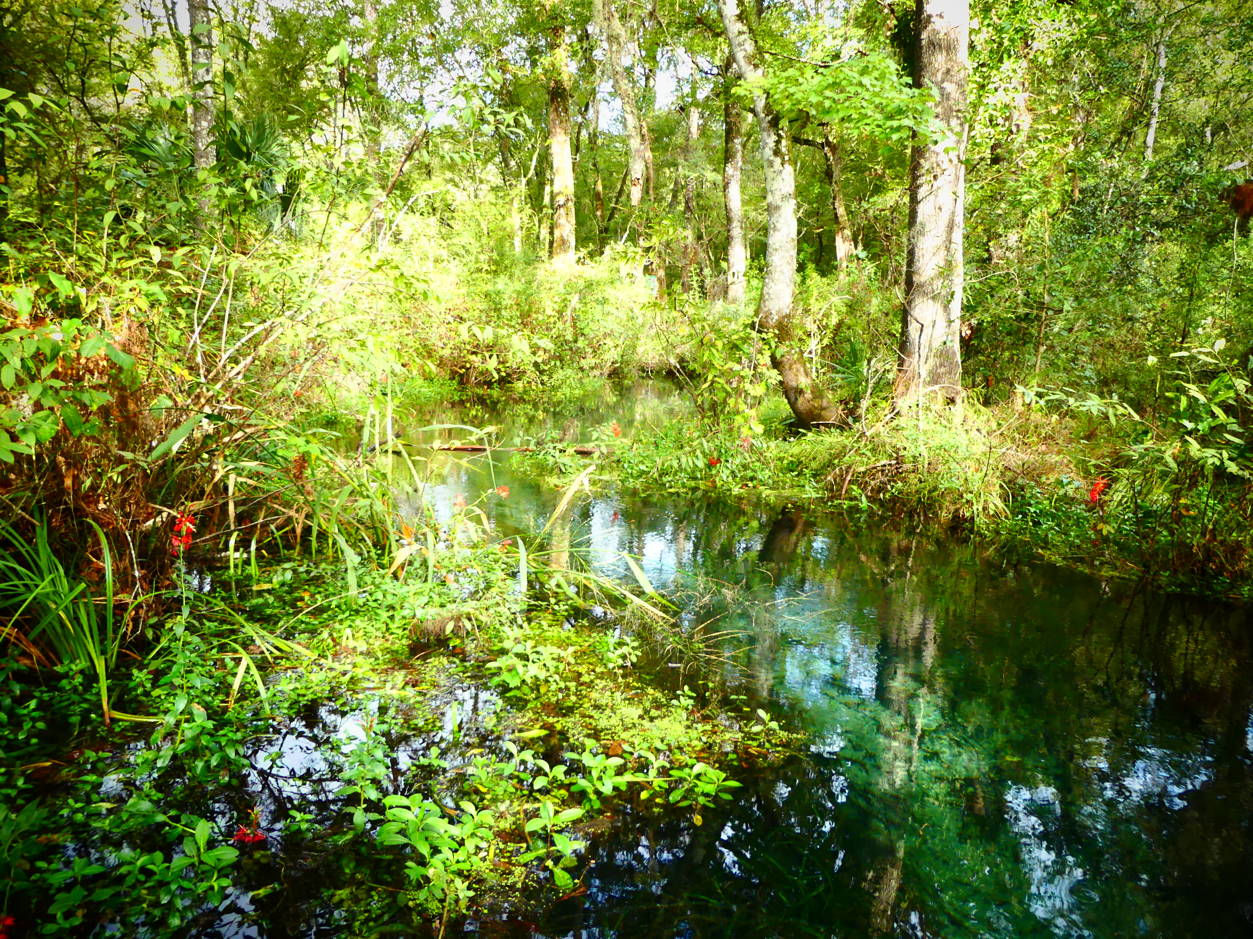 Ichetucknee springs