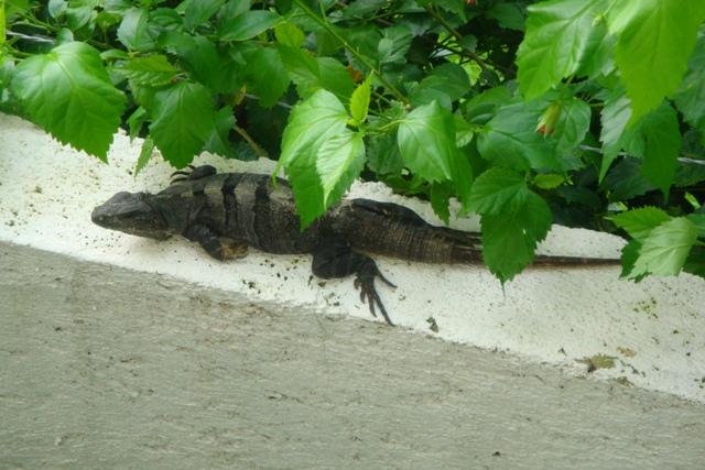 Iguana