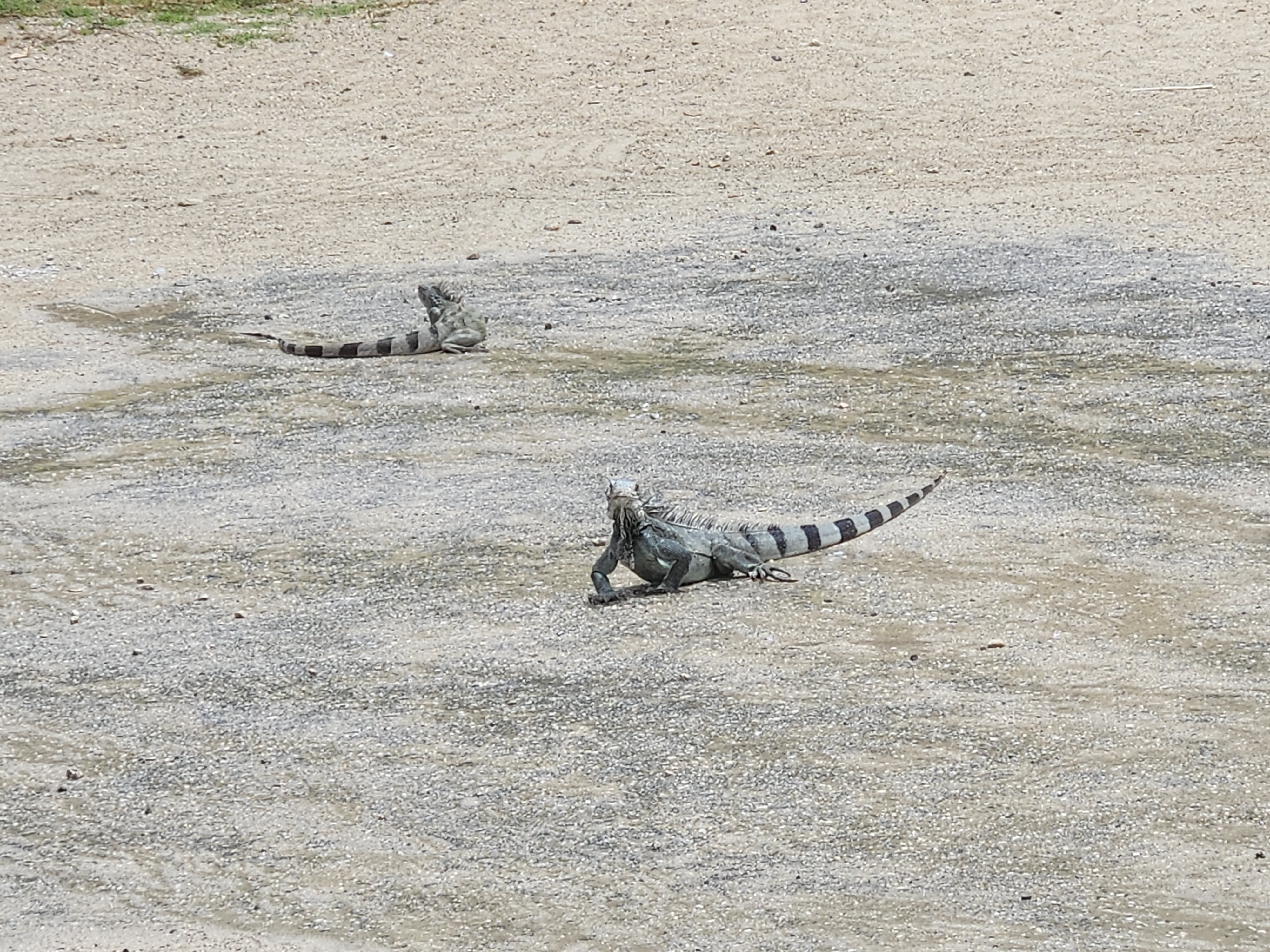 Iguanas