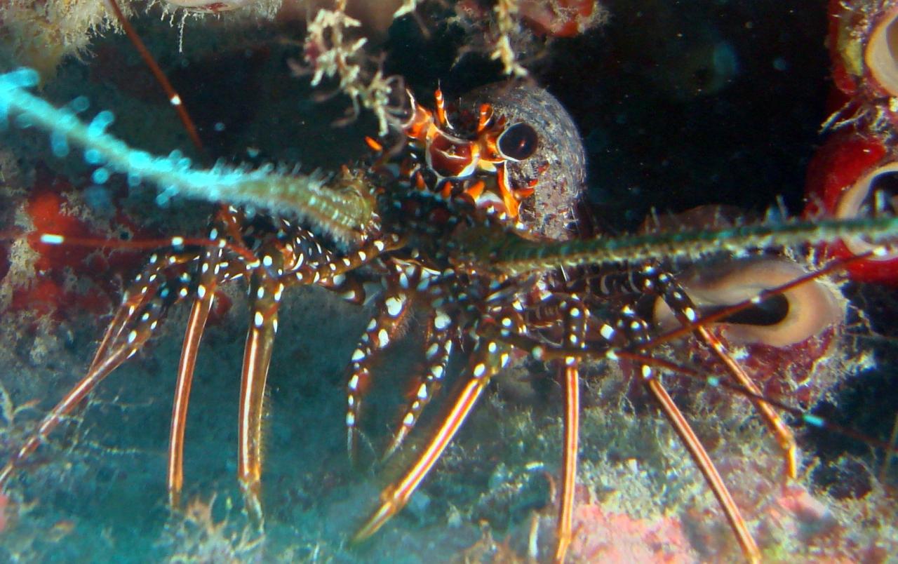 I'm NOT what's for dinner