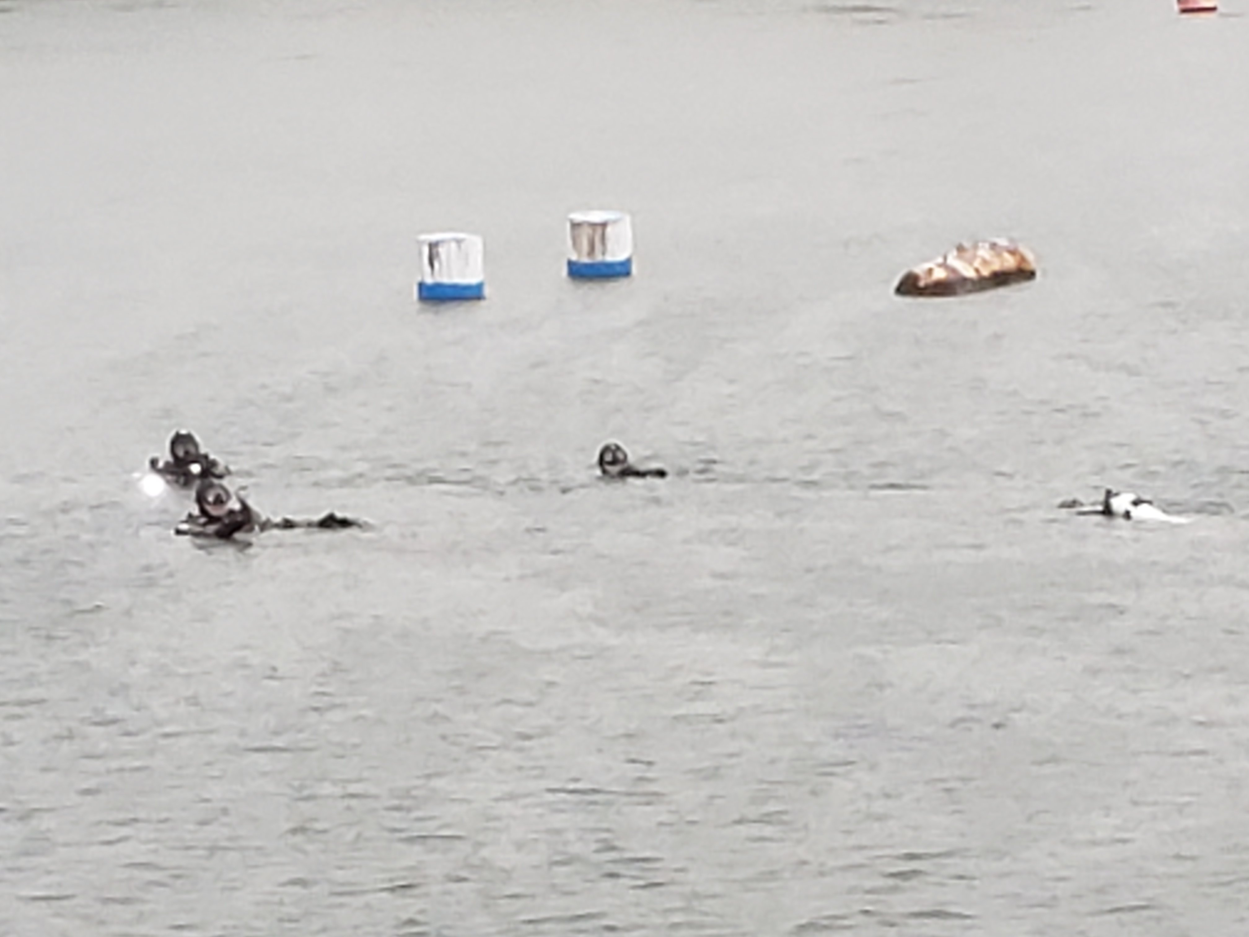 In the water Mammoth