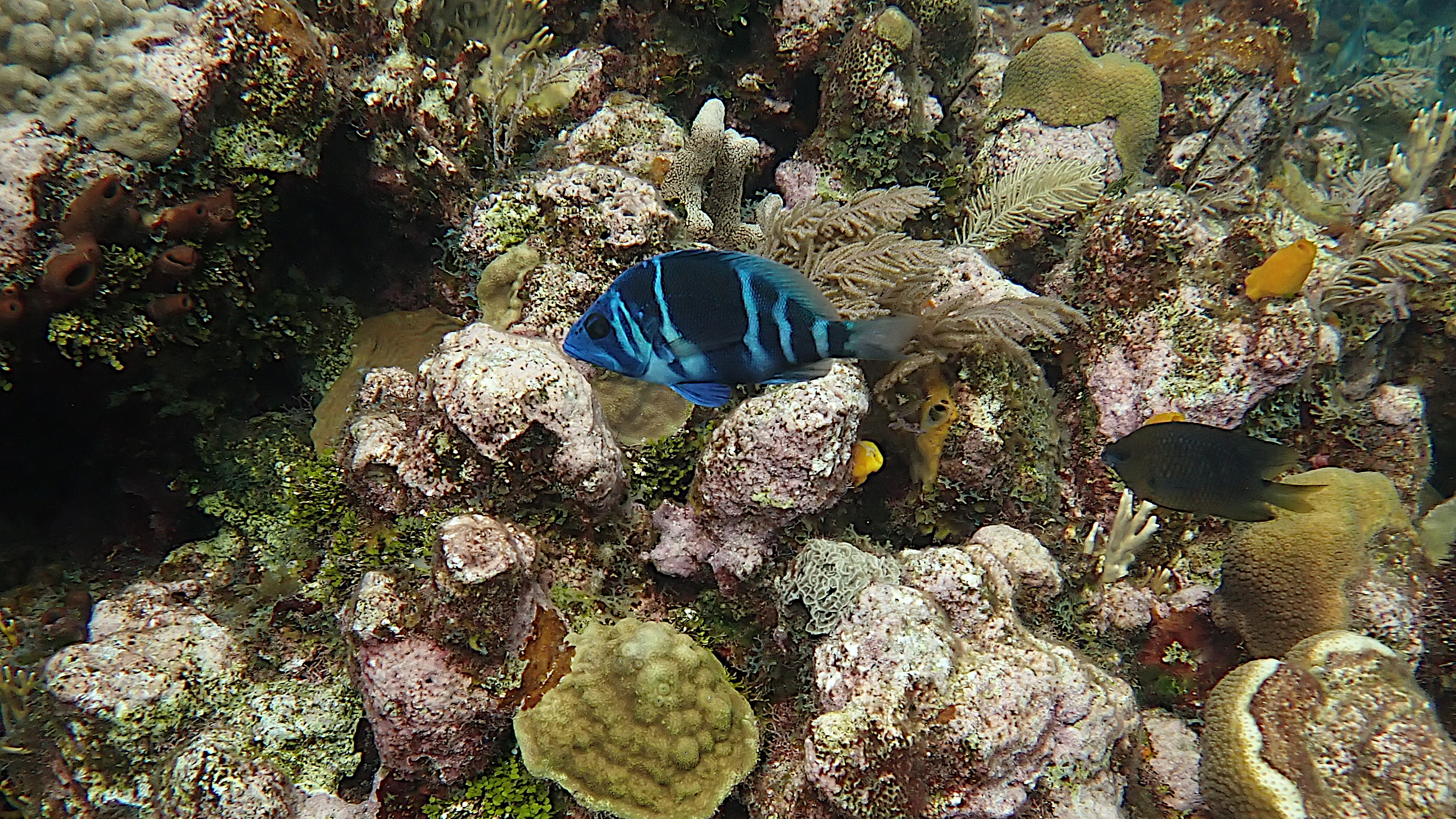 Indigo hamlet