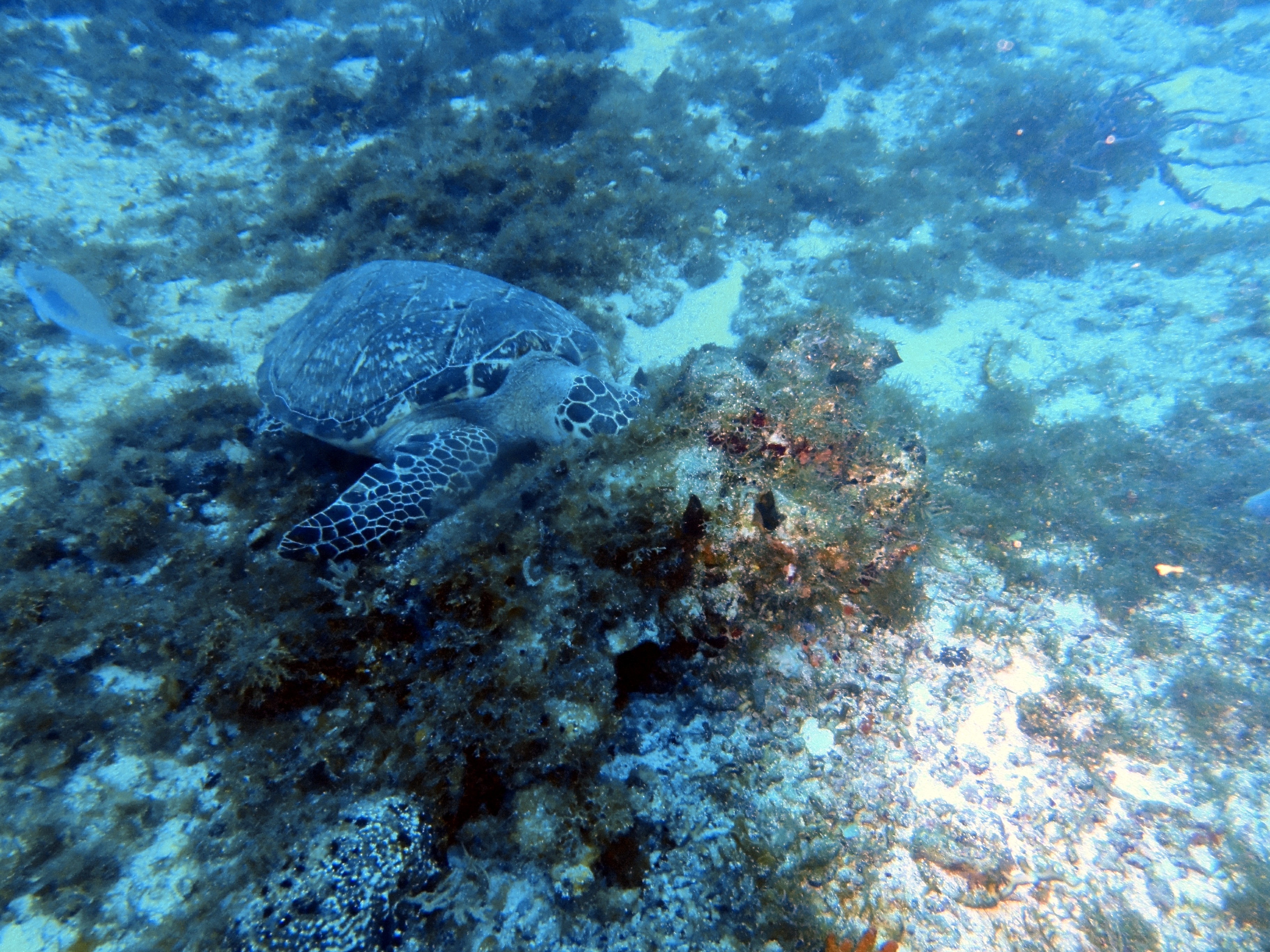 I've run out of clever captions for pics of turtles