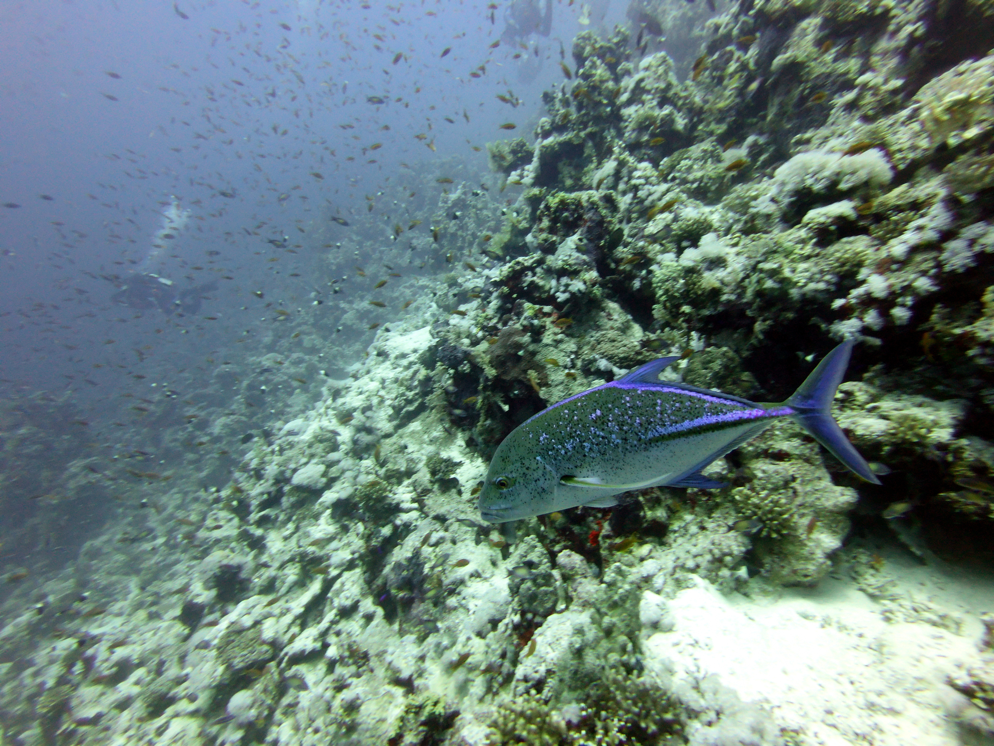 Jack at Jackson Reef