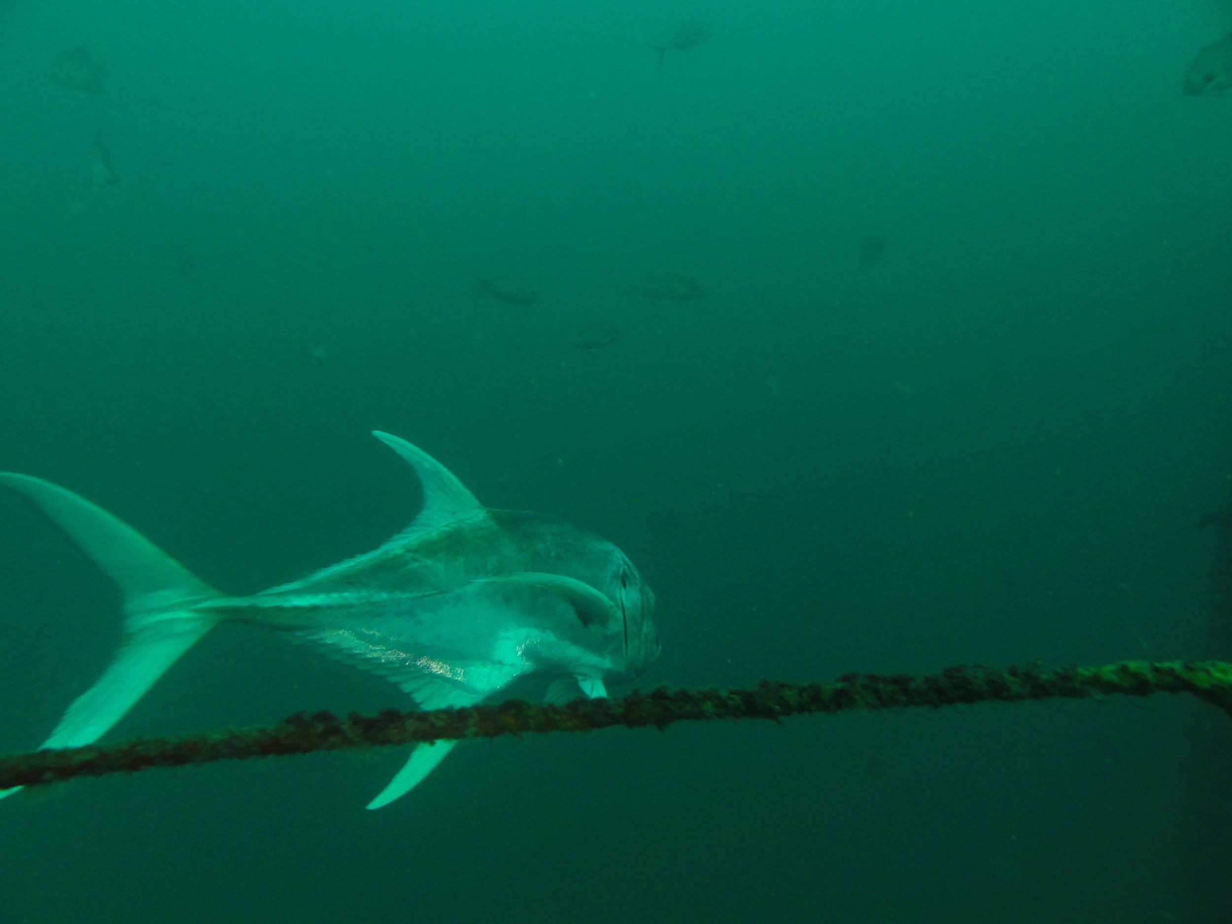 Jack Crevalle