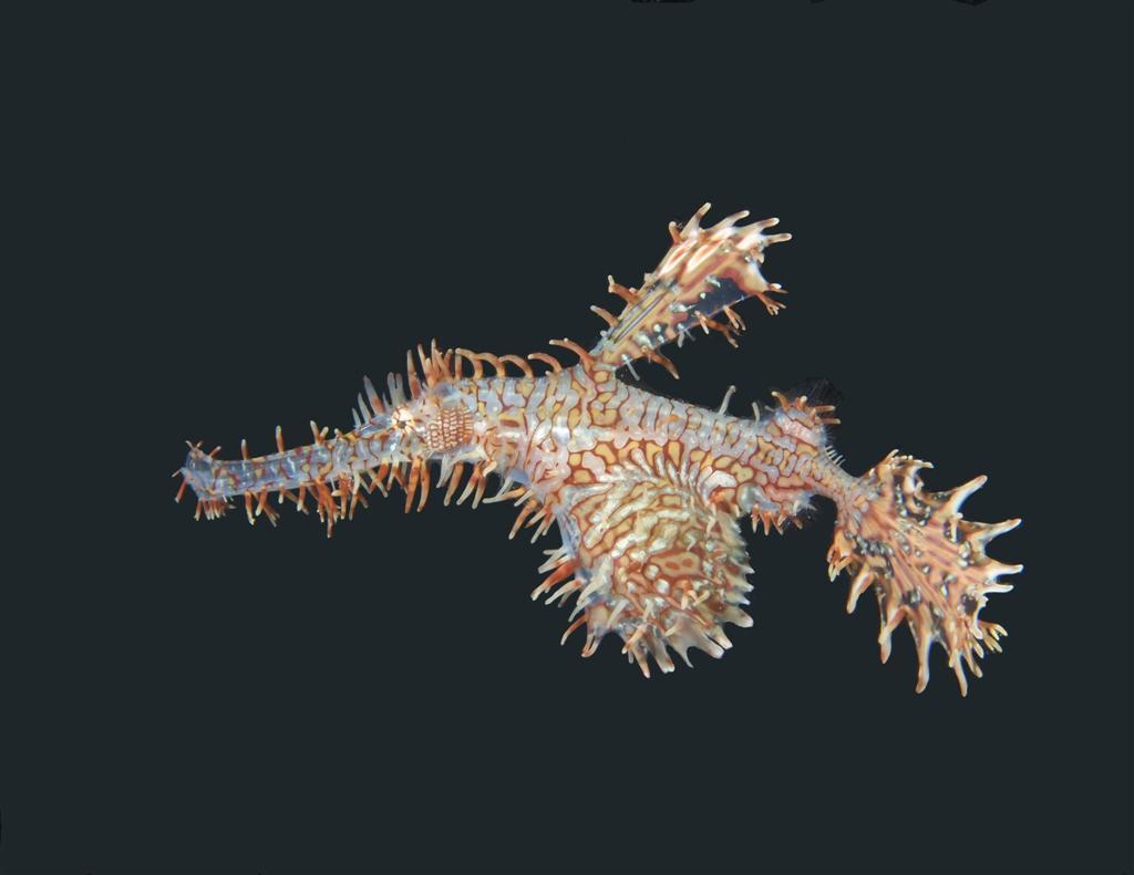 January - Nudilover - Ornate Ghost Pipefish