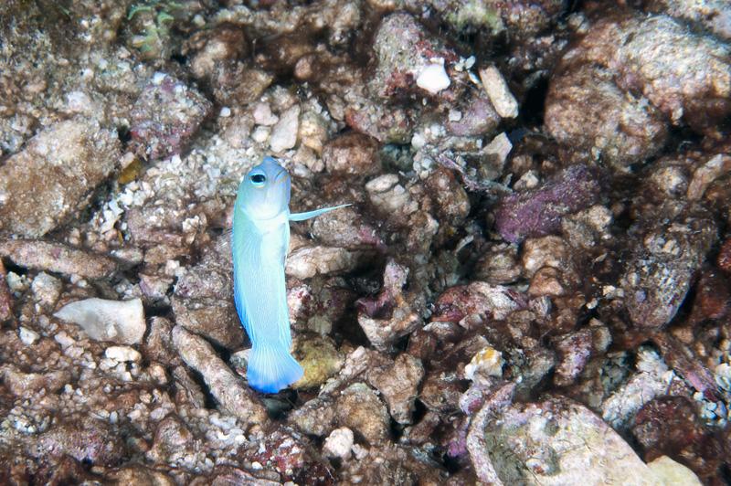 Jawfish
